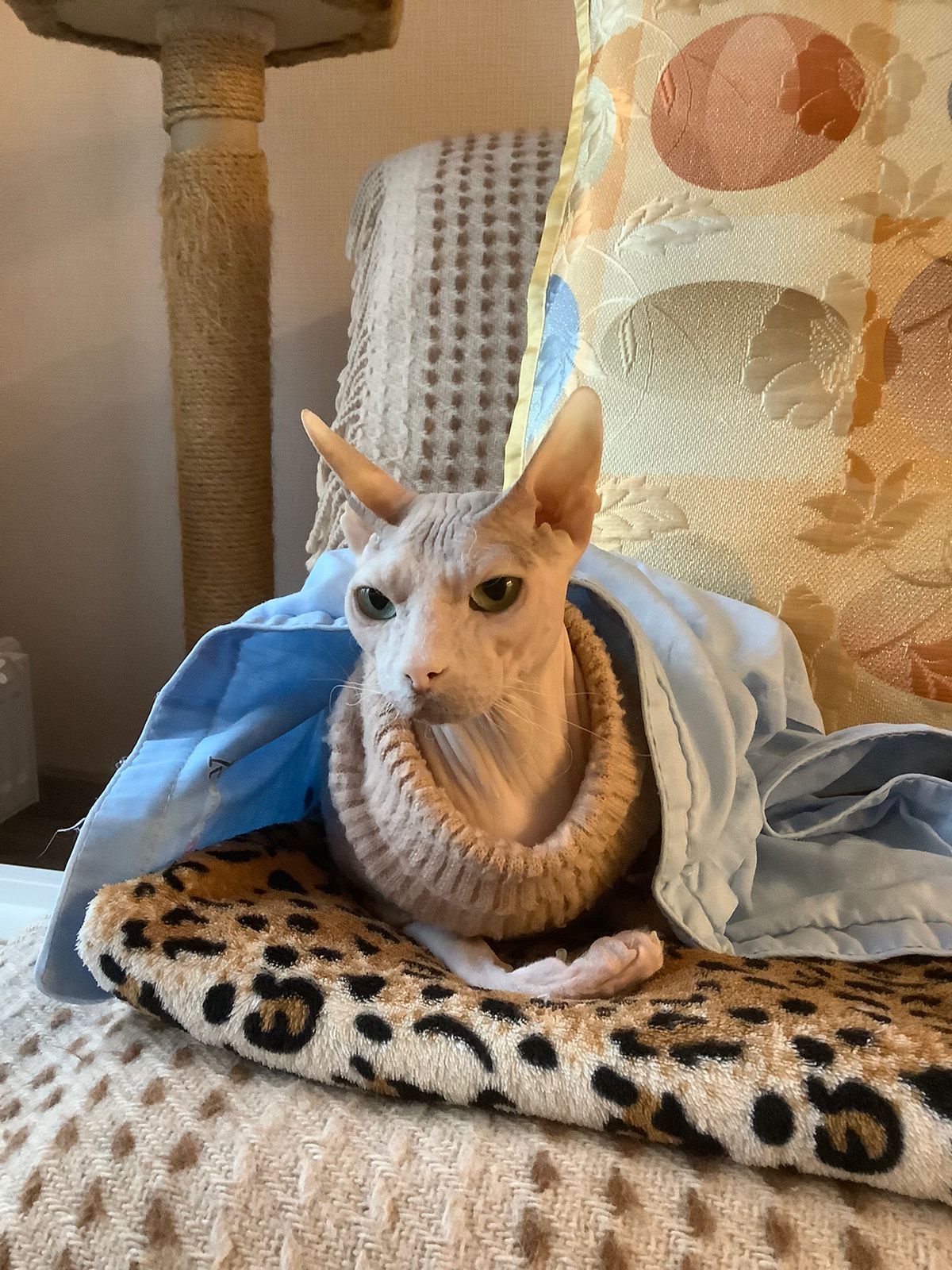 Я потратила 37 000 ₽ на диагностику лимфомы у кота