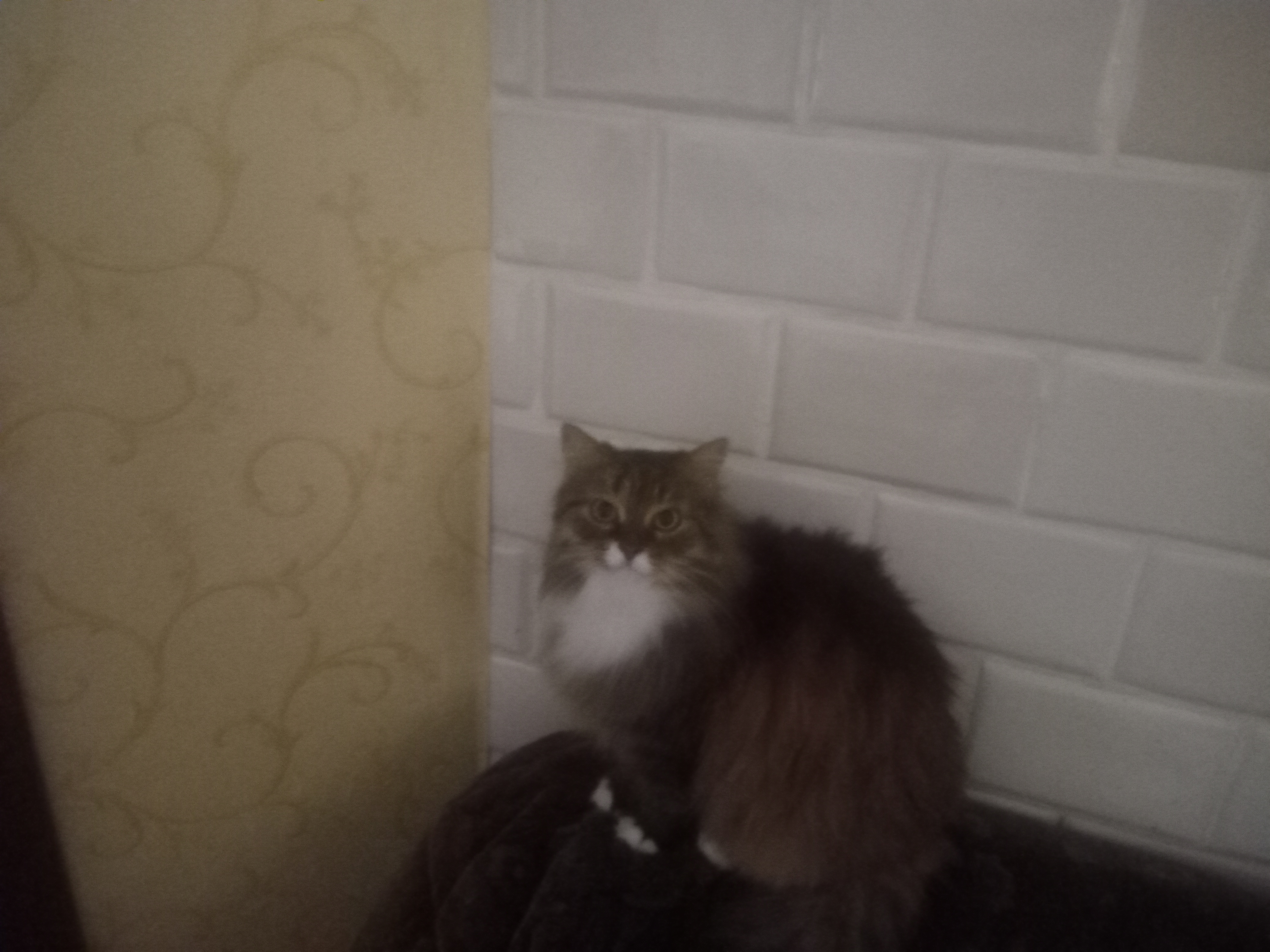 Фото питомца: сибирская кошка Бэти смотрит в камеру