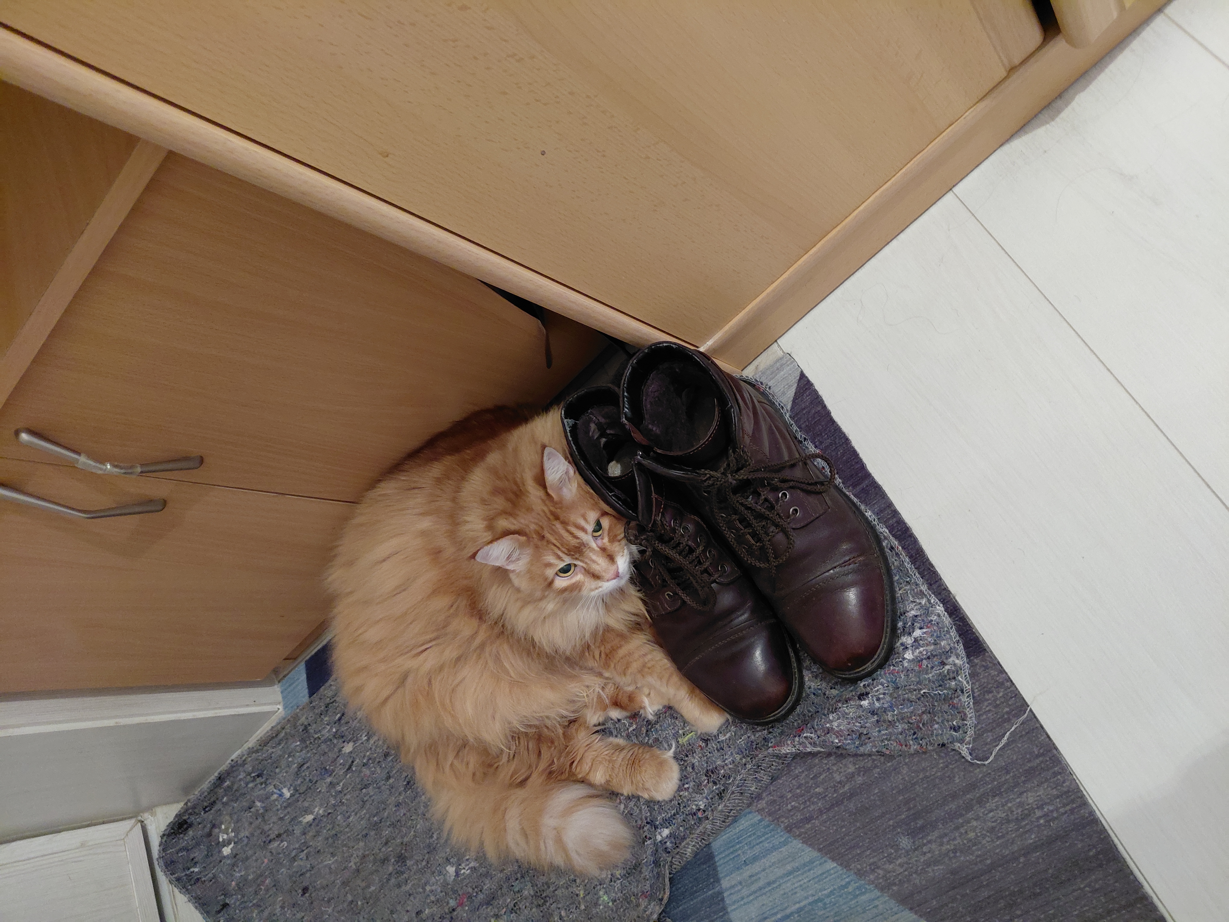 Фото питомца: кошка Маечка любит спать на кресле и сапогах сына