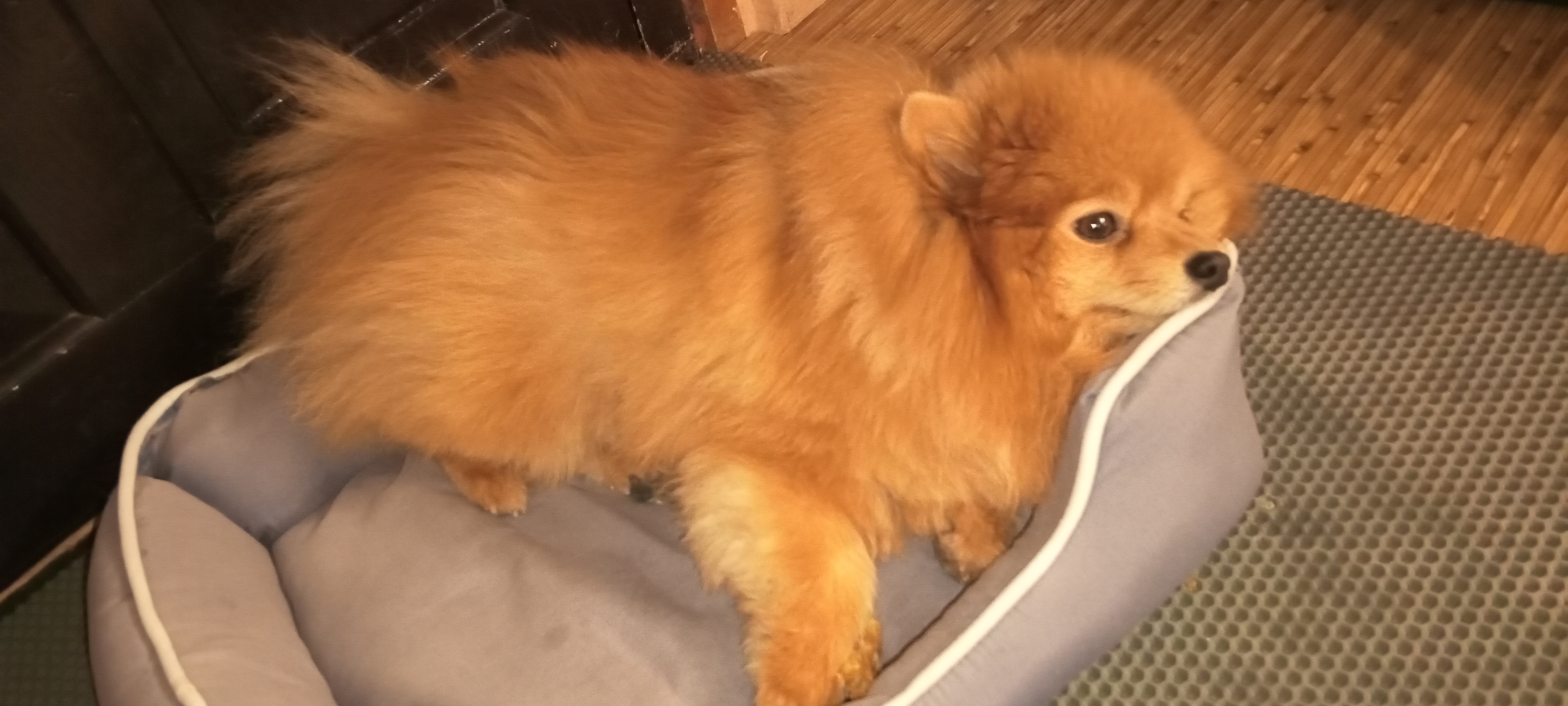 Фото питомца: шпиц Лисик отдыхает в лежанке