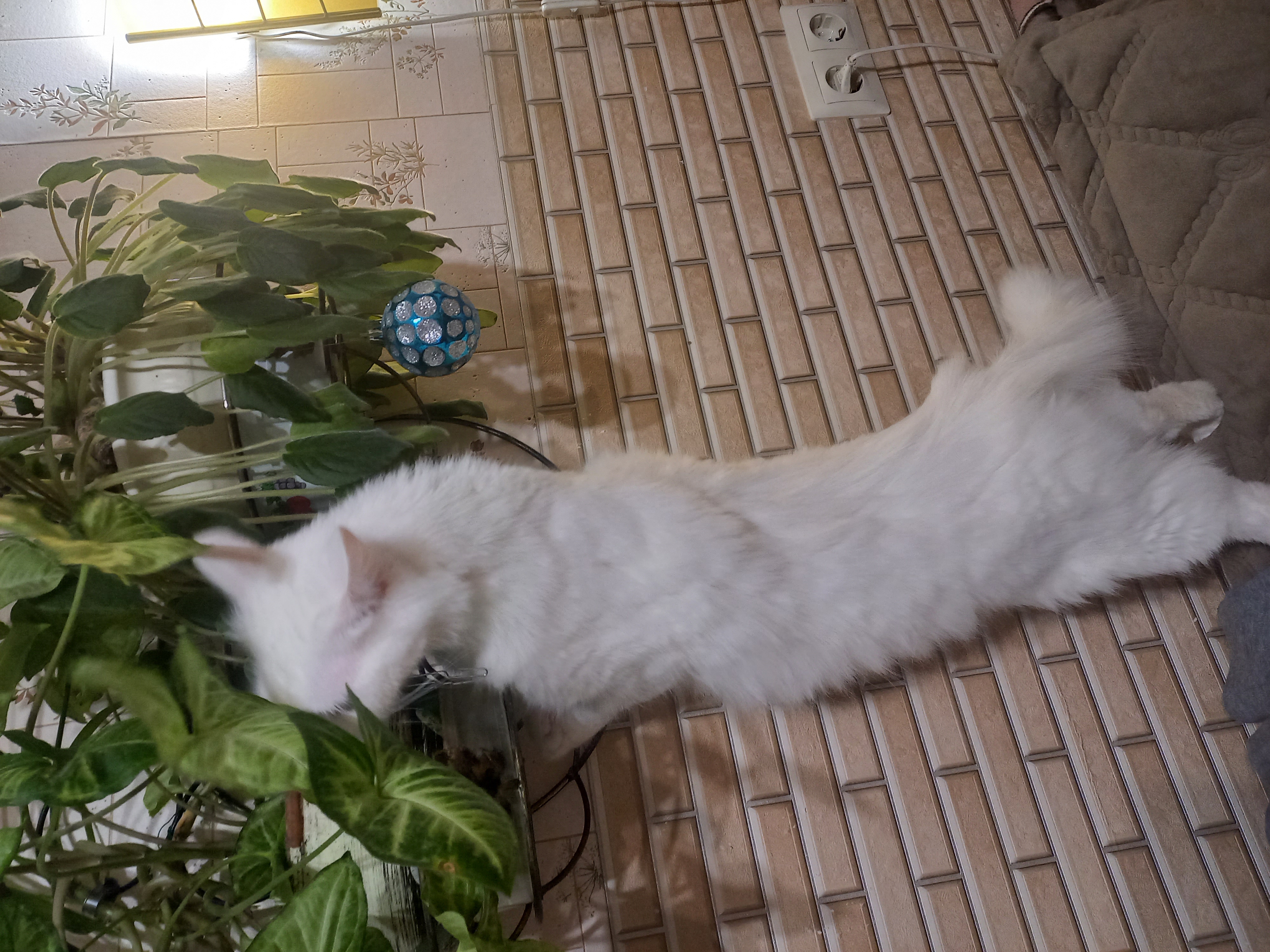 Фото питомца: кошка Василиса любит природу