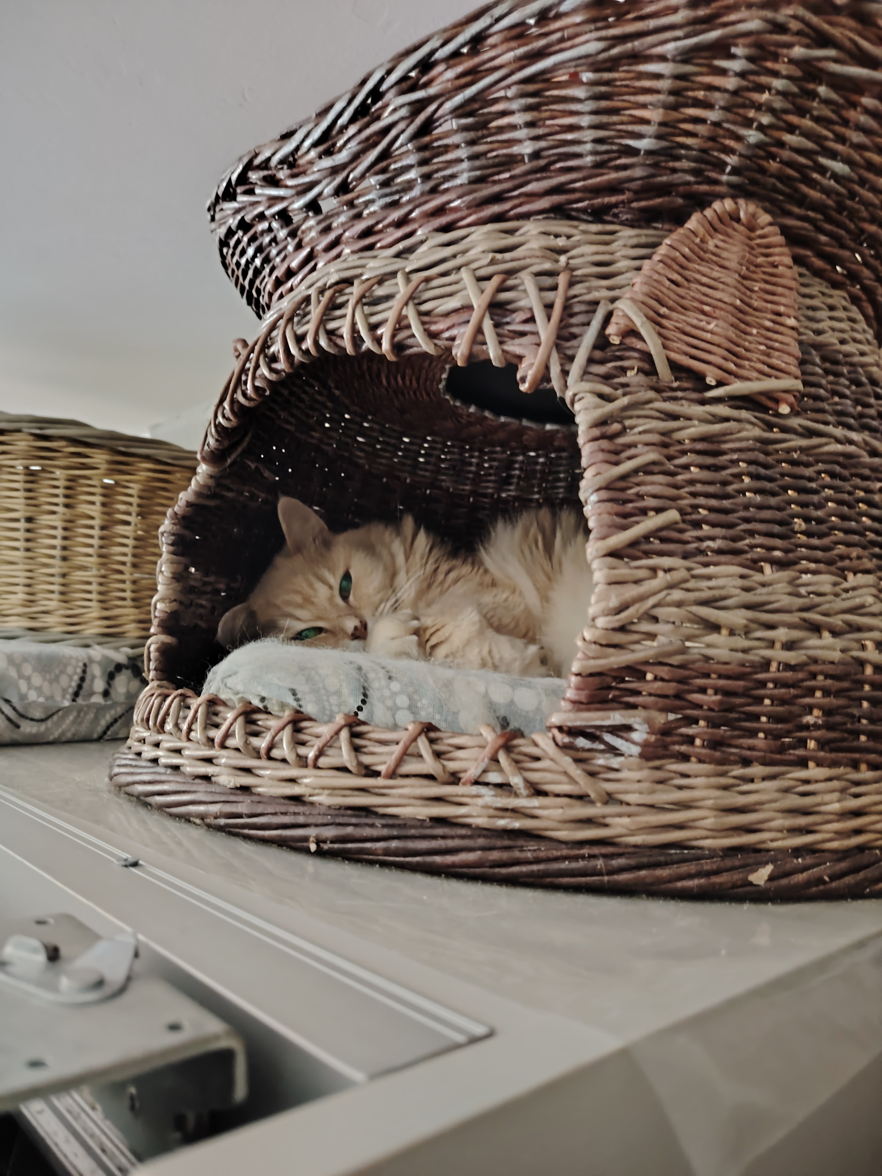 Фото питомца: кот Персик отдыхает в корзине