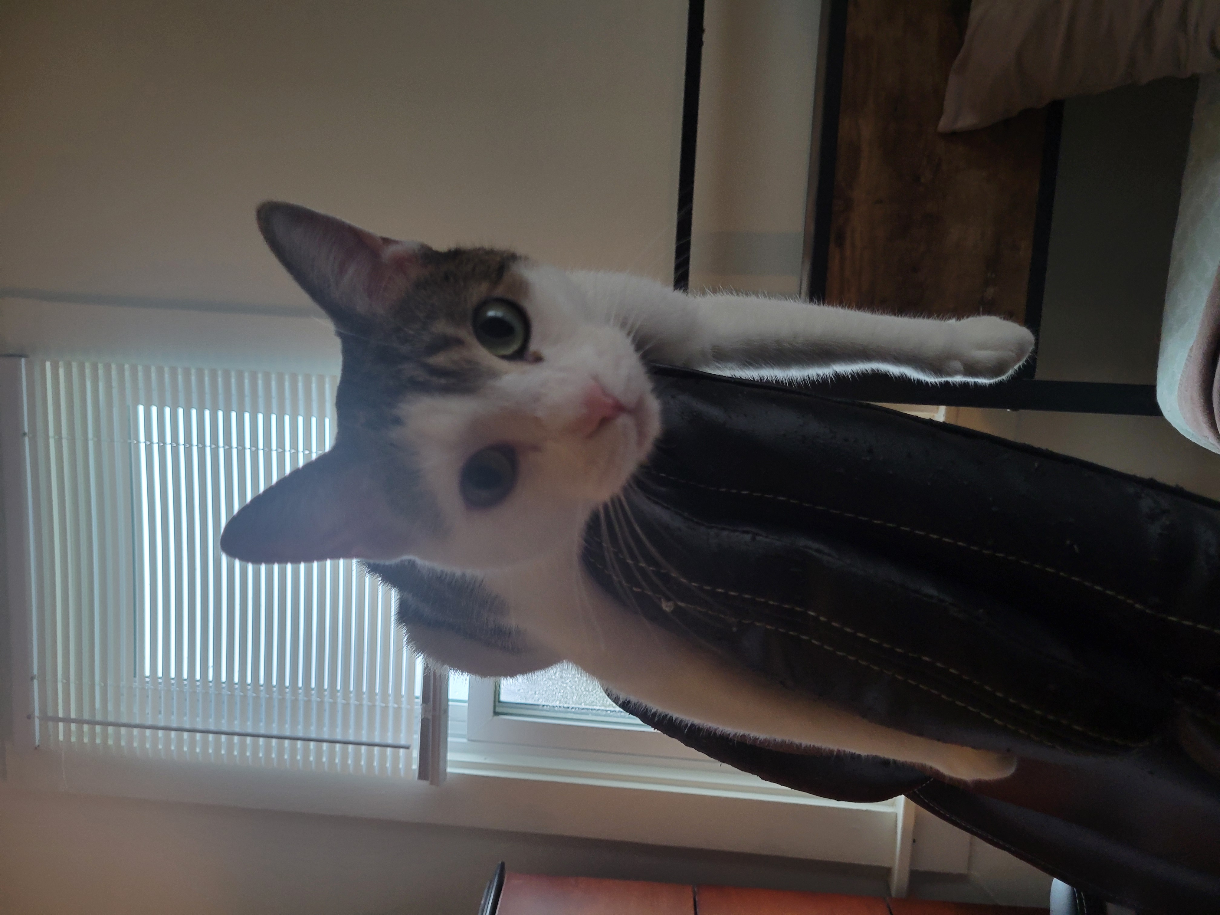 Фото питомца: наш новый член семьи Марфуша