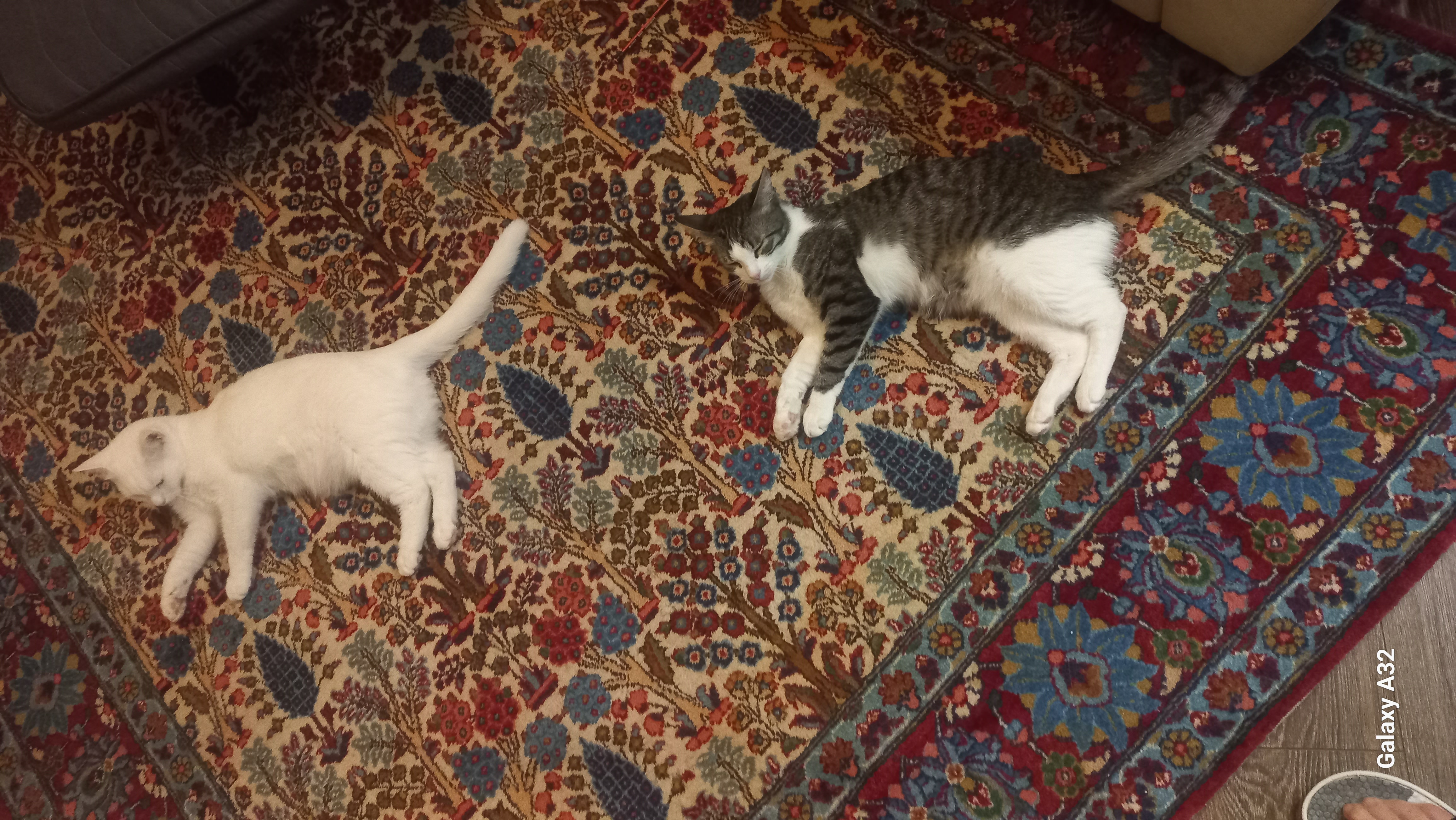 Фото питомцев: коты Малыш и Беляш отдыхают