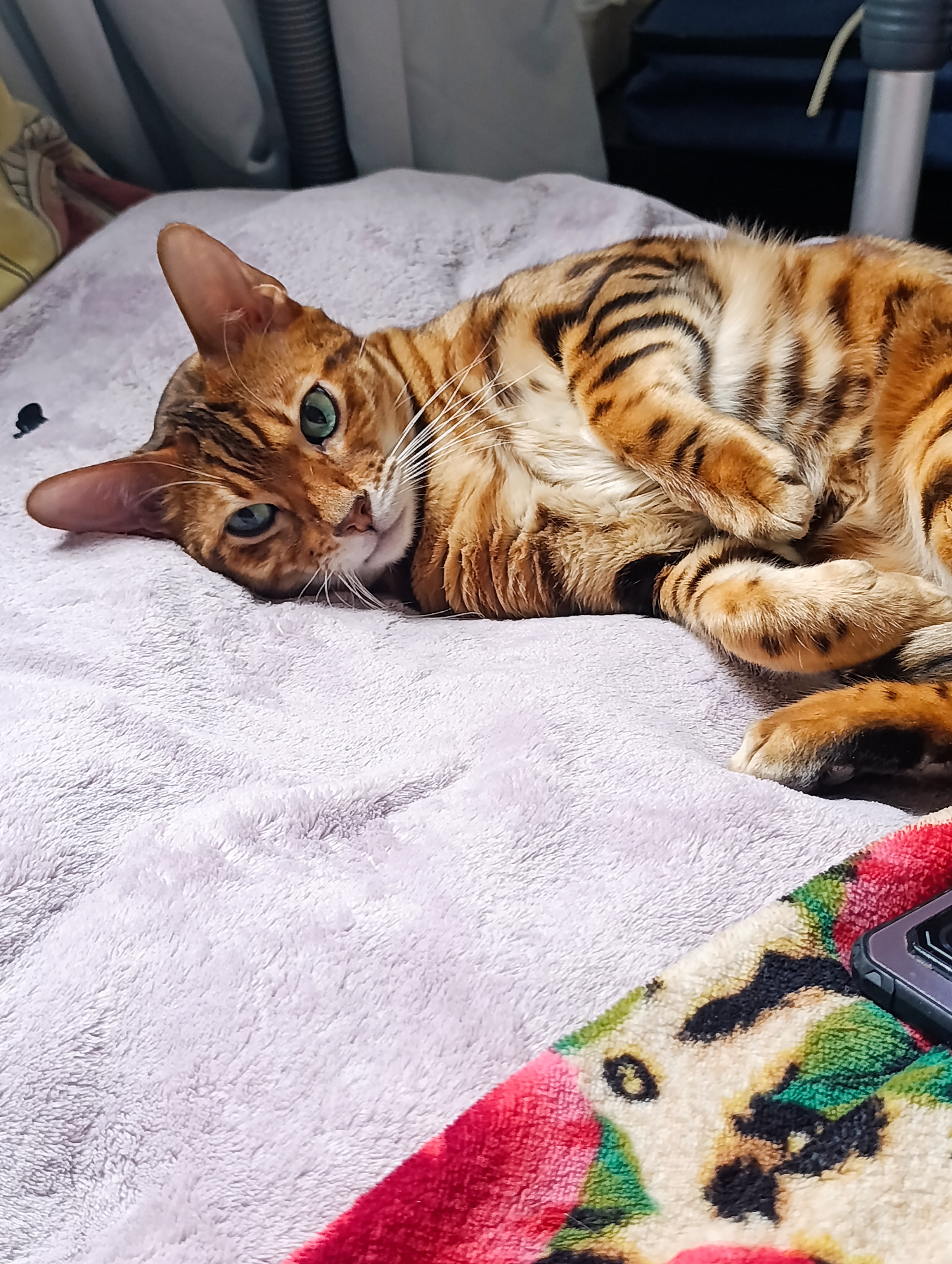 Фото питомца: кот Симба только что проснулся