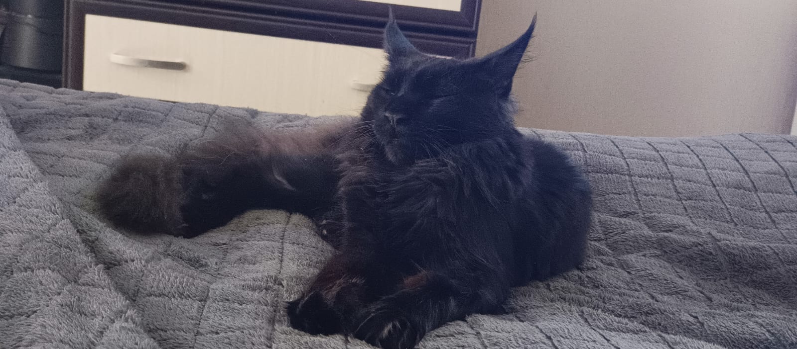 Фото питомца: кот Буржуй отдыхает