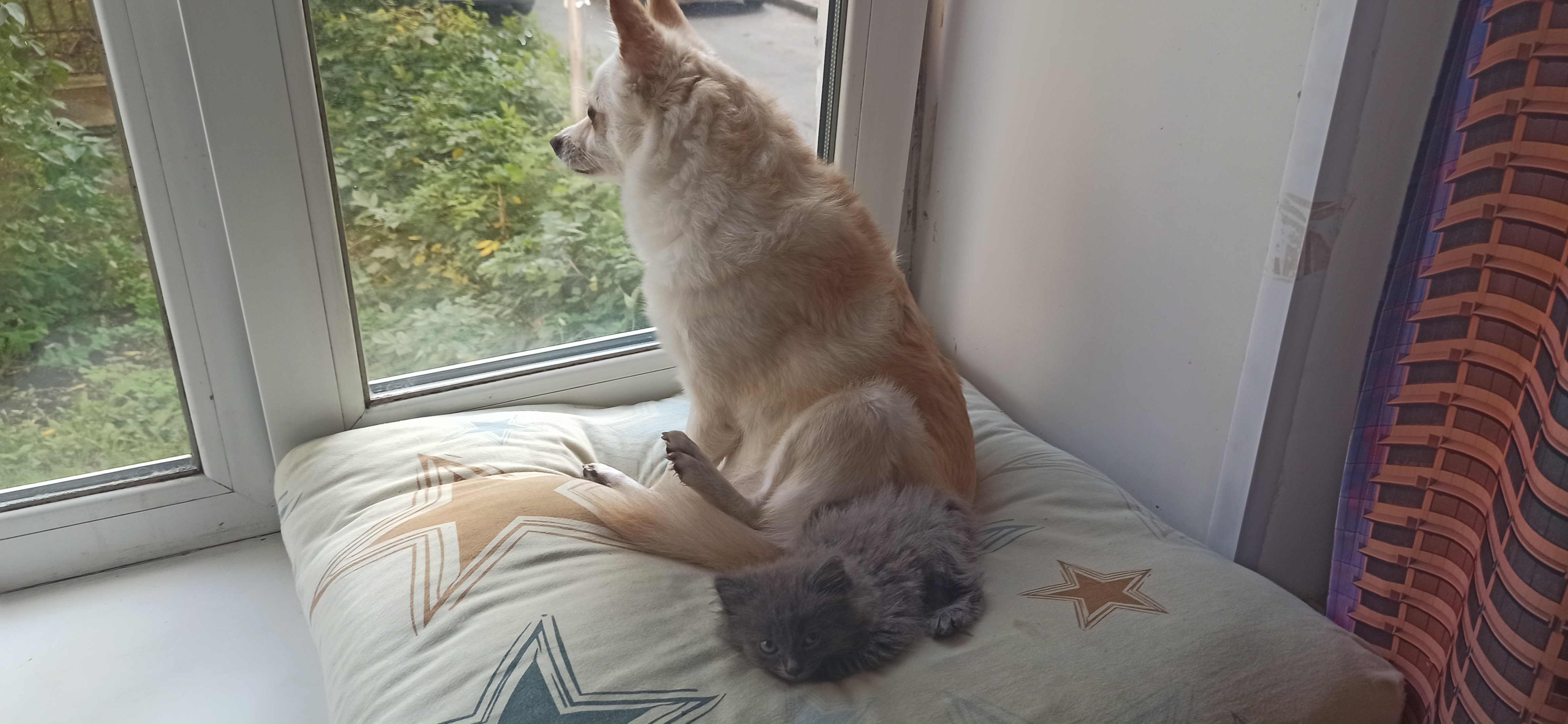 Фото питомцев: собака и котенок демонстрируют дружбу