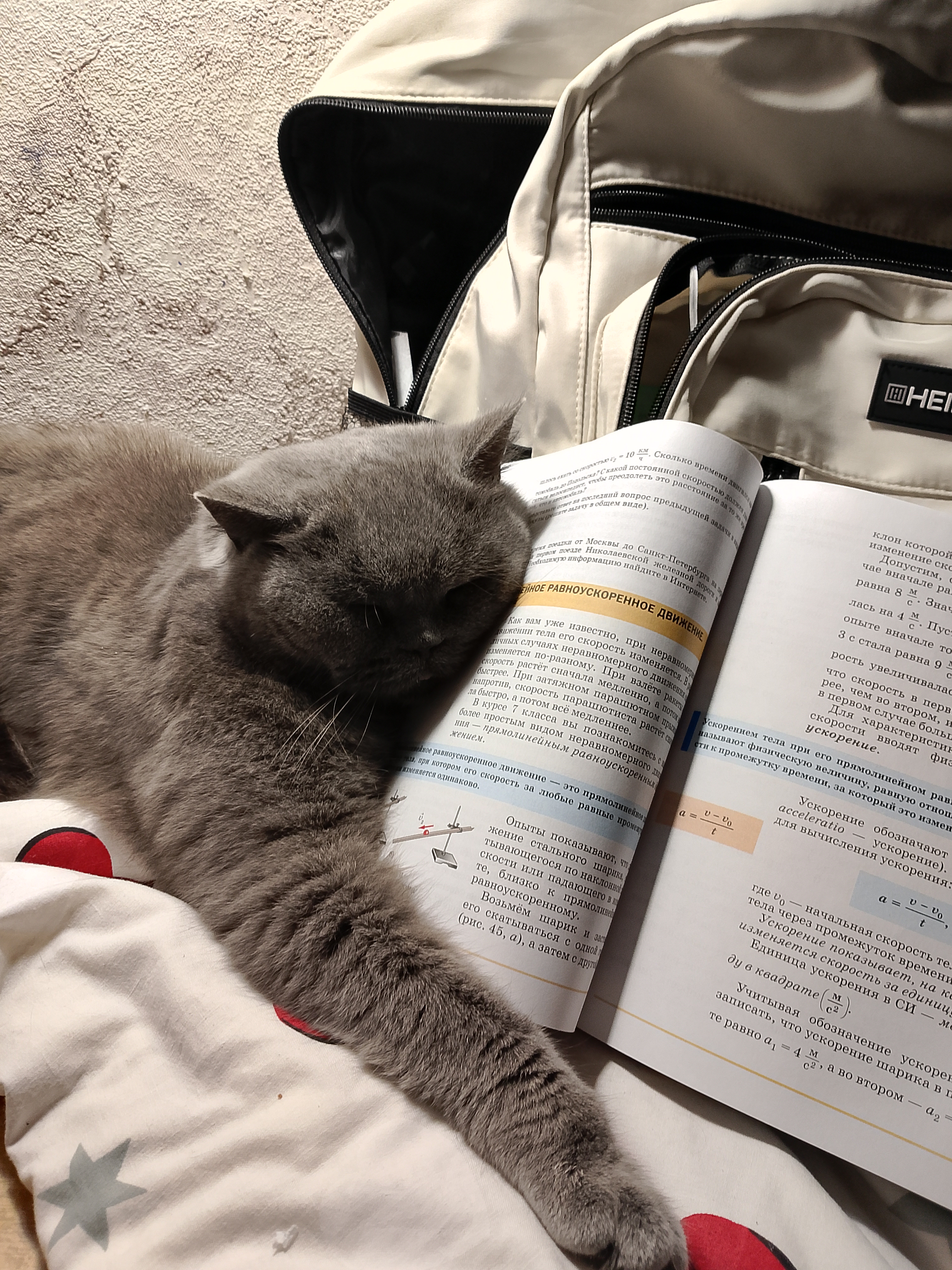 Фото питомца: кошка Сима делает за меня физику