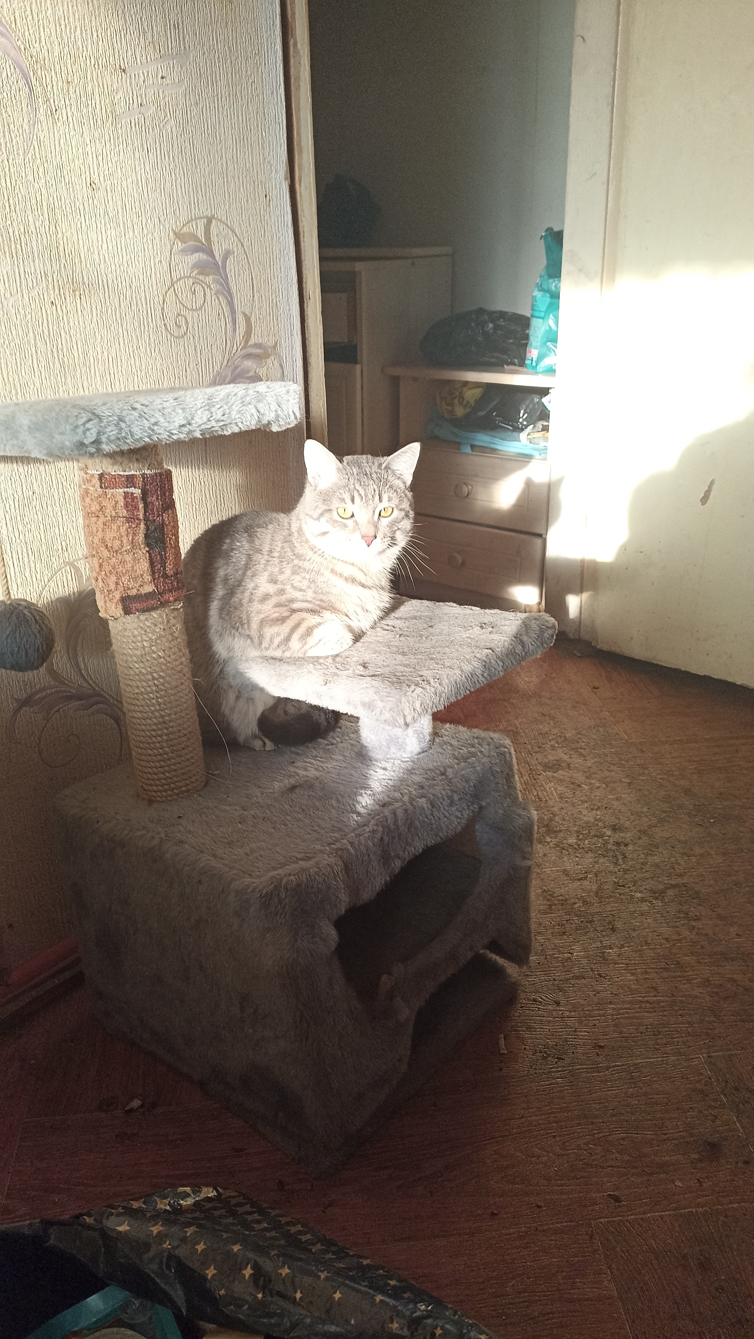 Фото питомца: кот Тимочка отдыхает