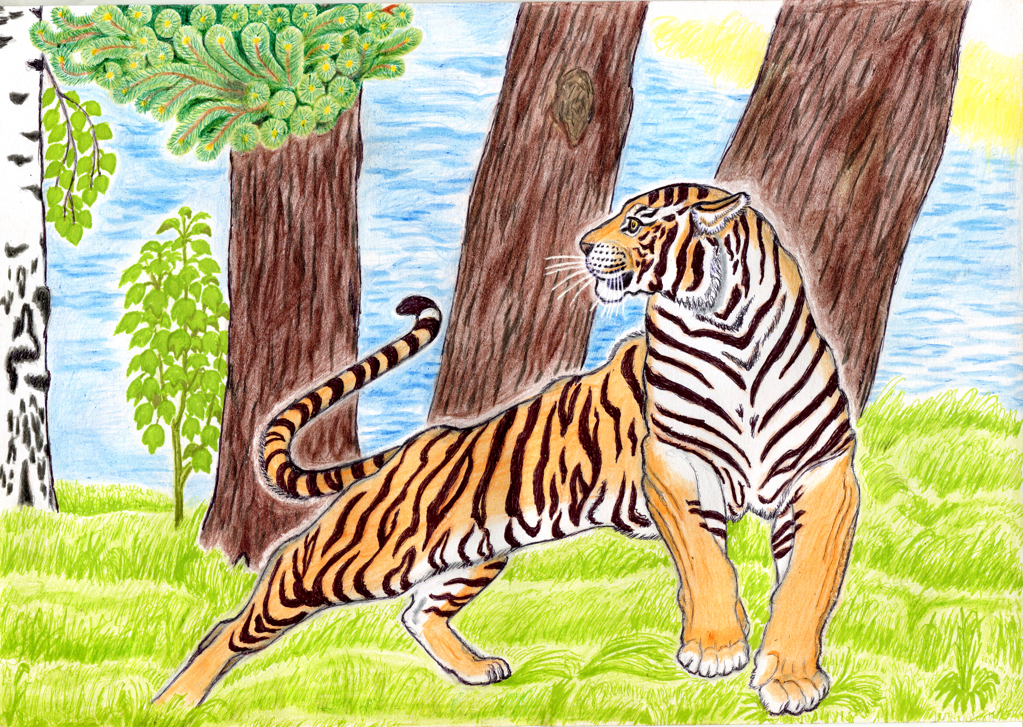 Мои рисунки: тигры
