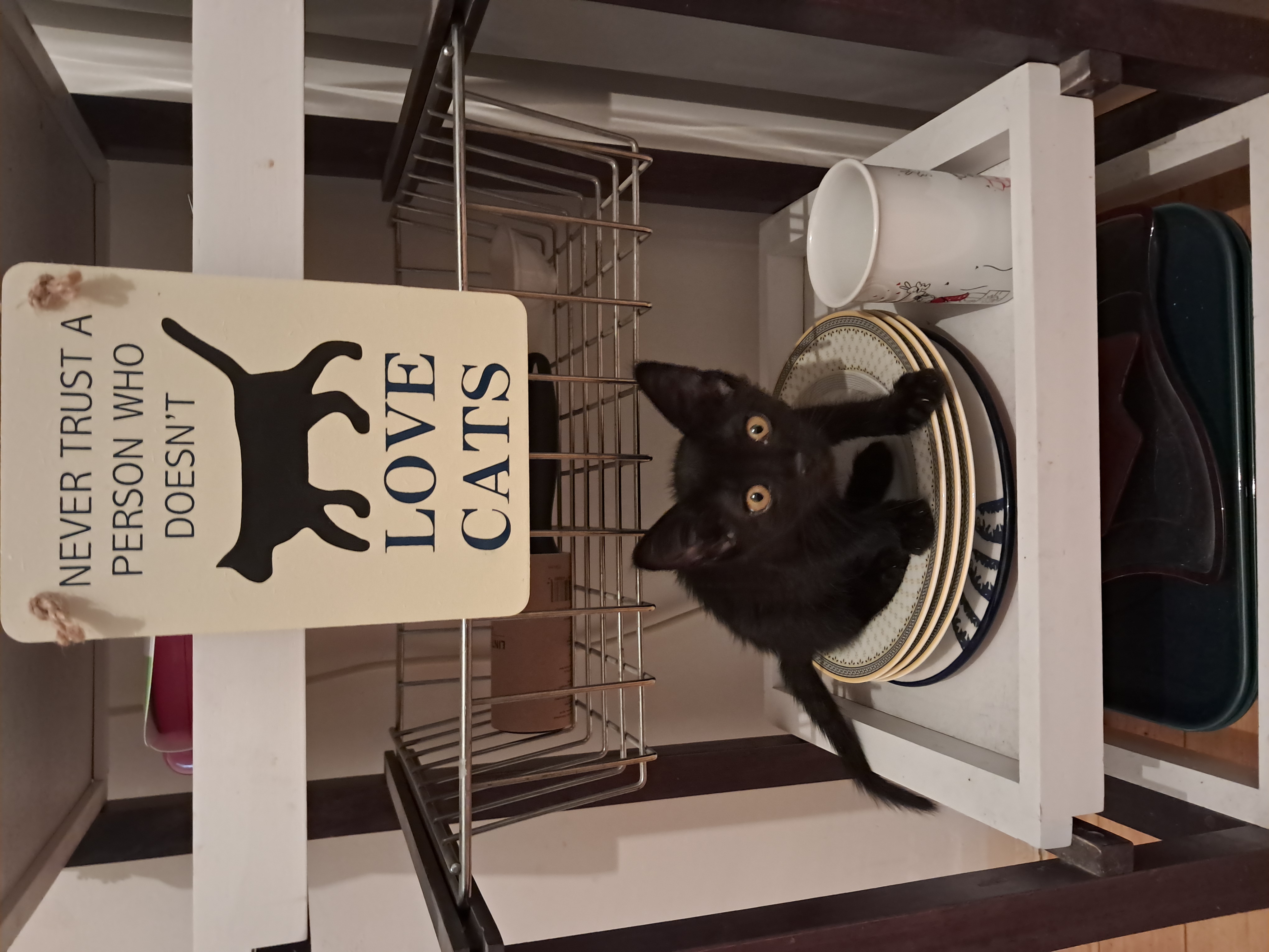 Как мы взяли одинокого котенка Гарика из приюта для своей кошки, которая потеряла двоих котят