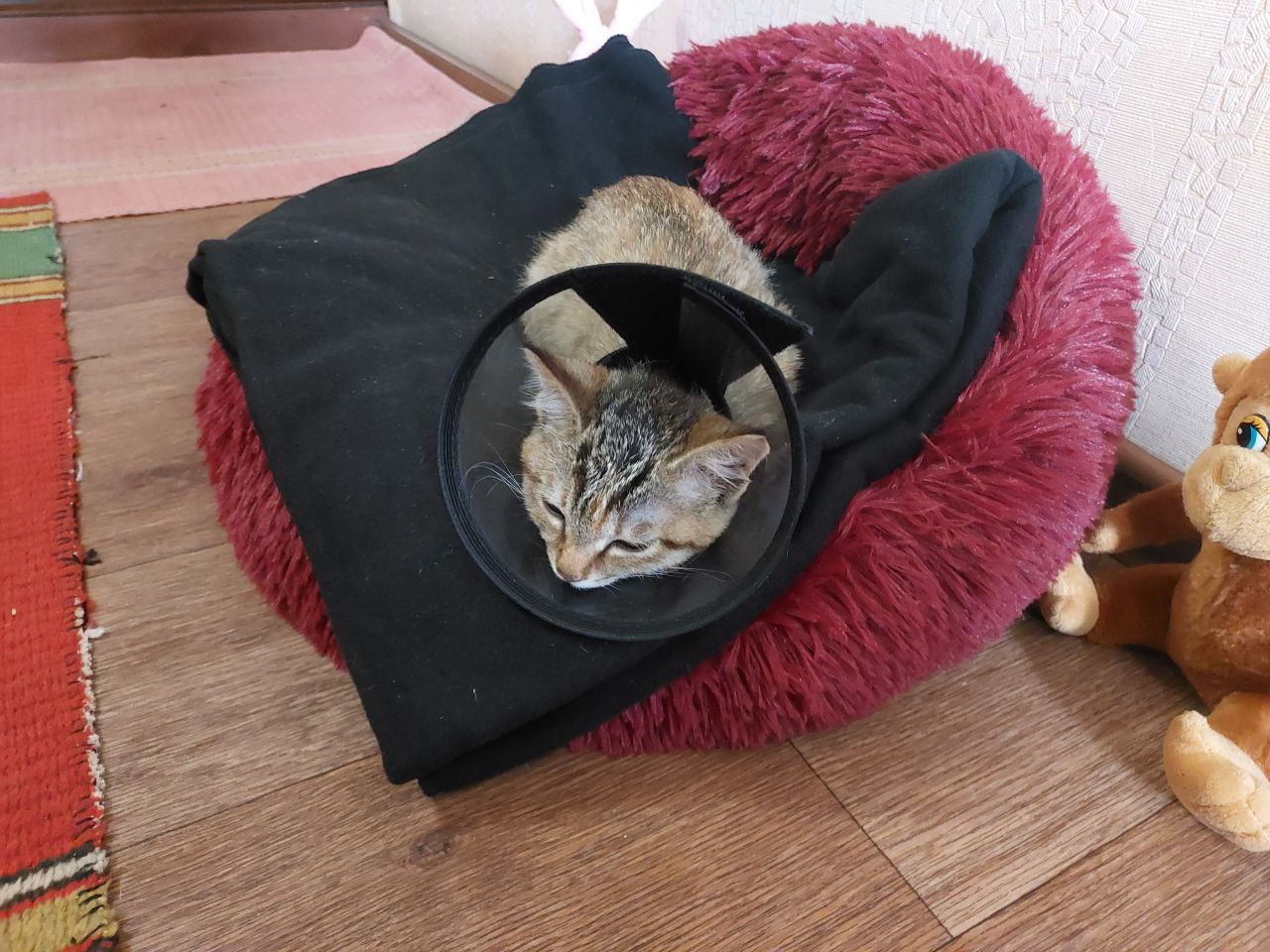 Фото питомца: кошка Луня — главный член семьи