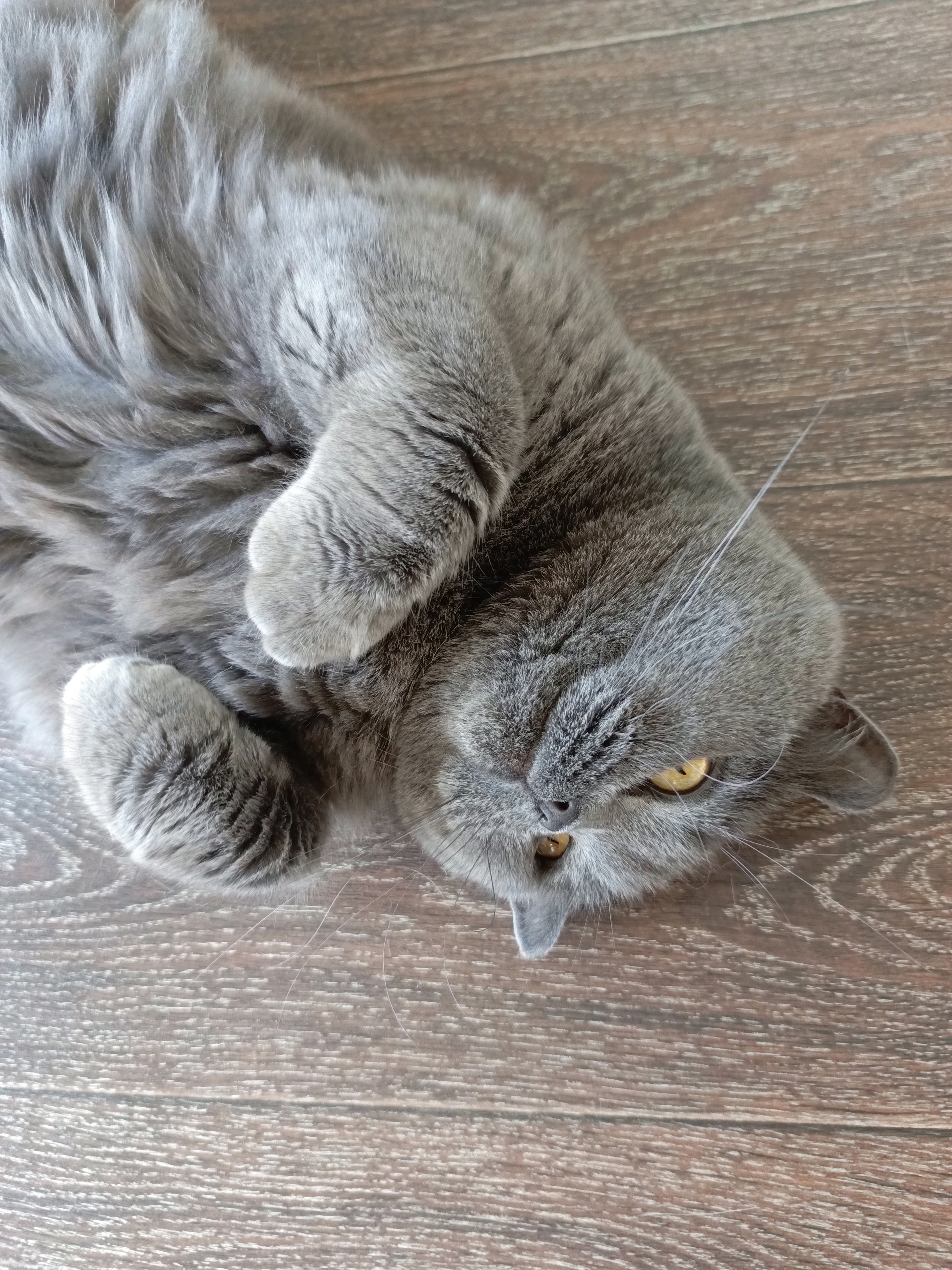 Фото питомца: кошка Мишель лежит, сложа «руки»