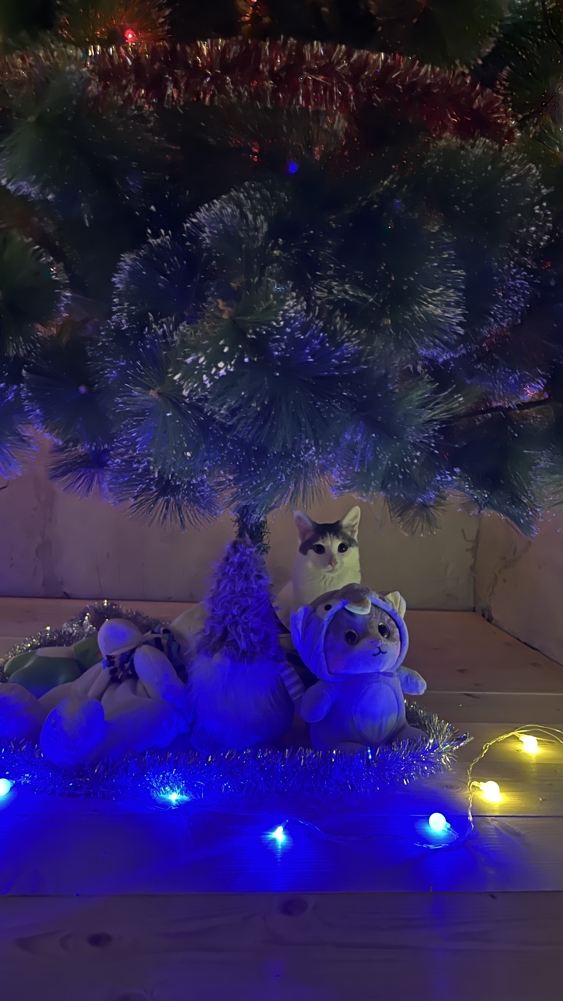 Фото питомца: кошка Муся замаскировалась под новогодней елкой в деревне