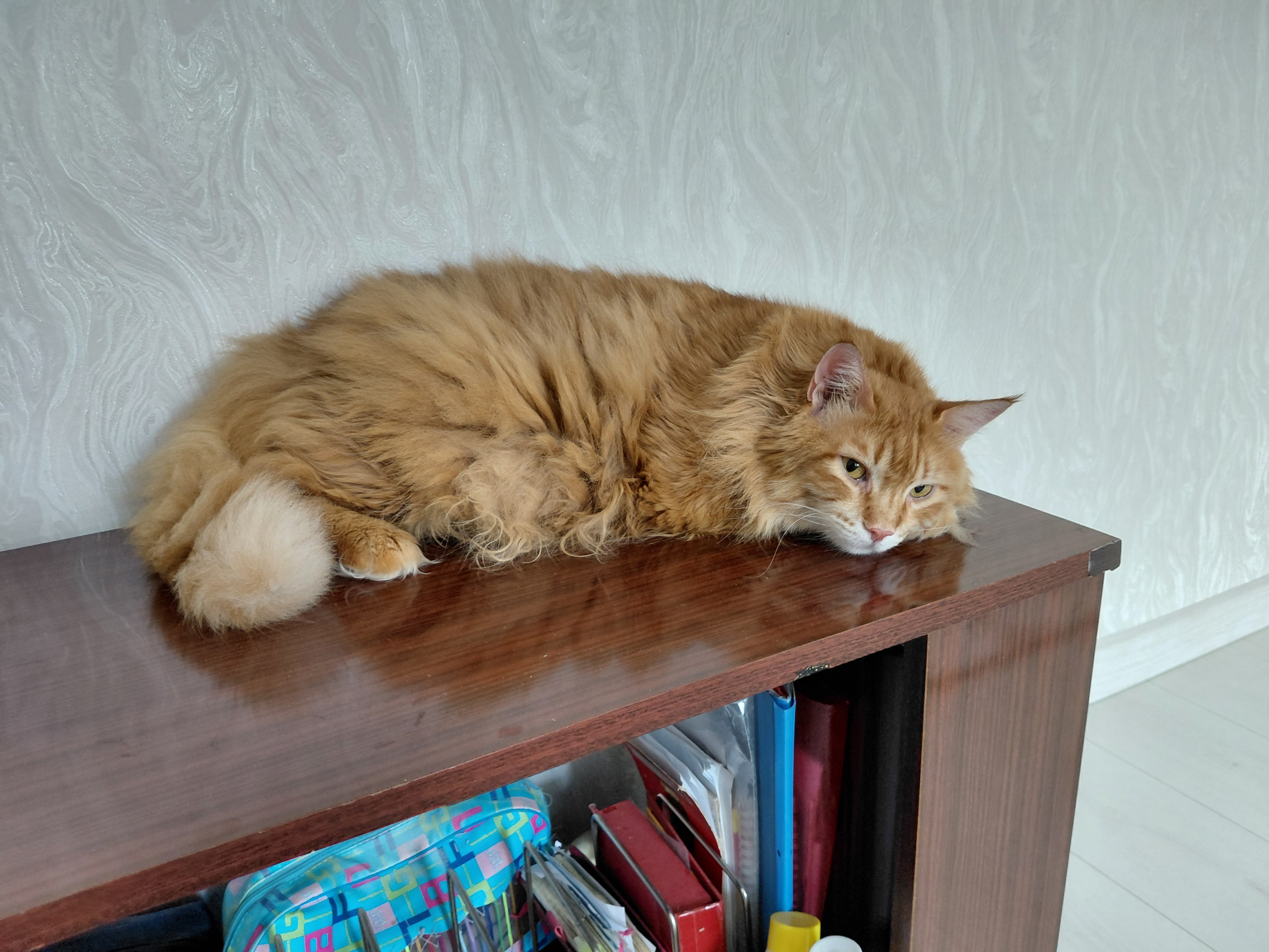 Фото питомца: кошка Маечка отдыхает