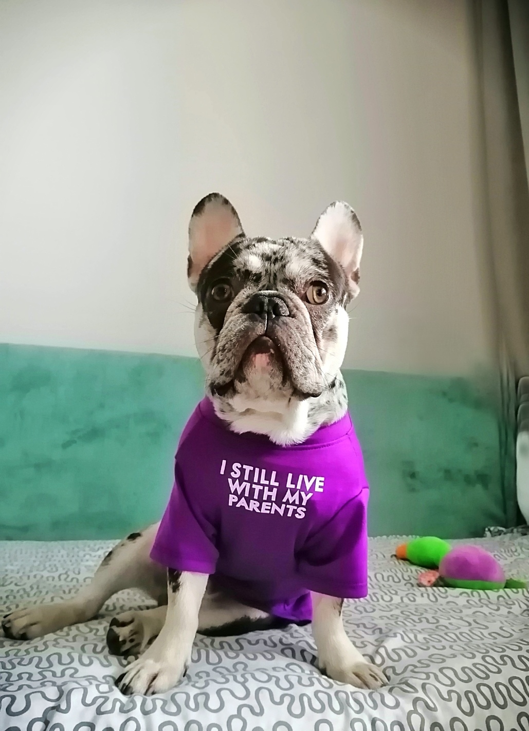 Фото питомца: пес Байт примеряет футболку