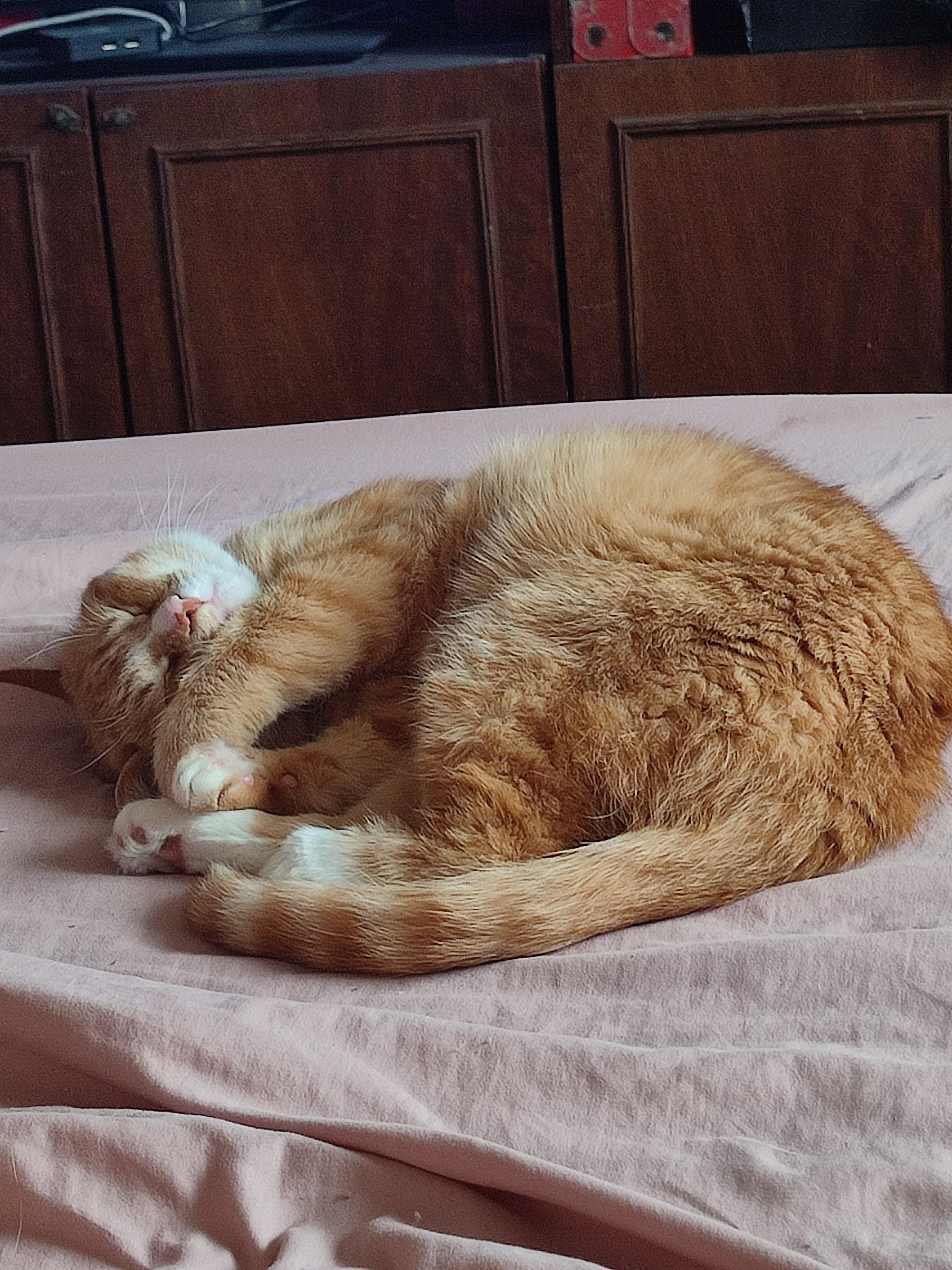 Фото питомцев: кот Арсений Борисович и кошка Анна Алексеевна на послеобеденном отдыхе