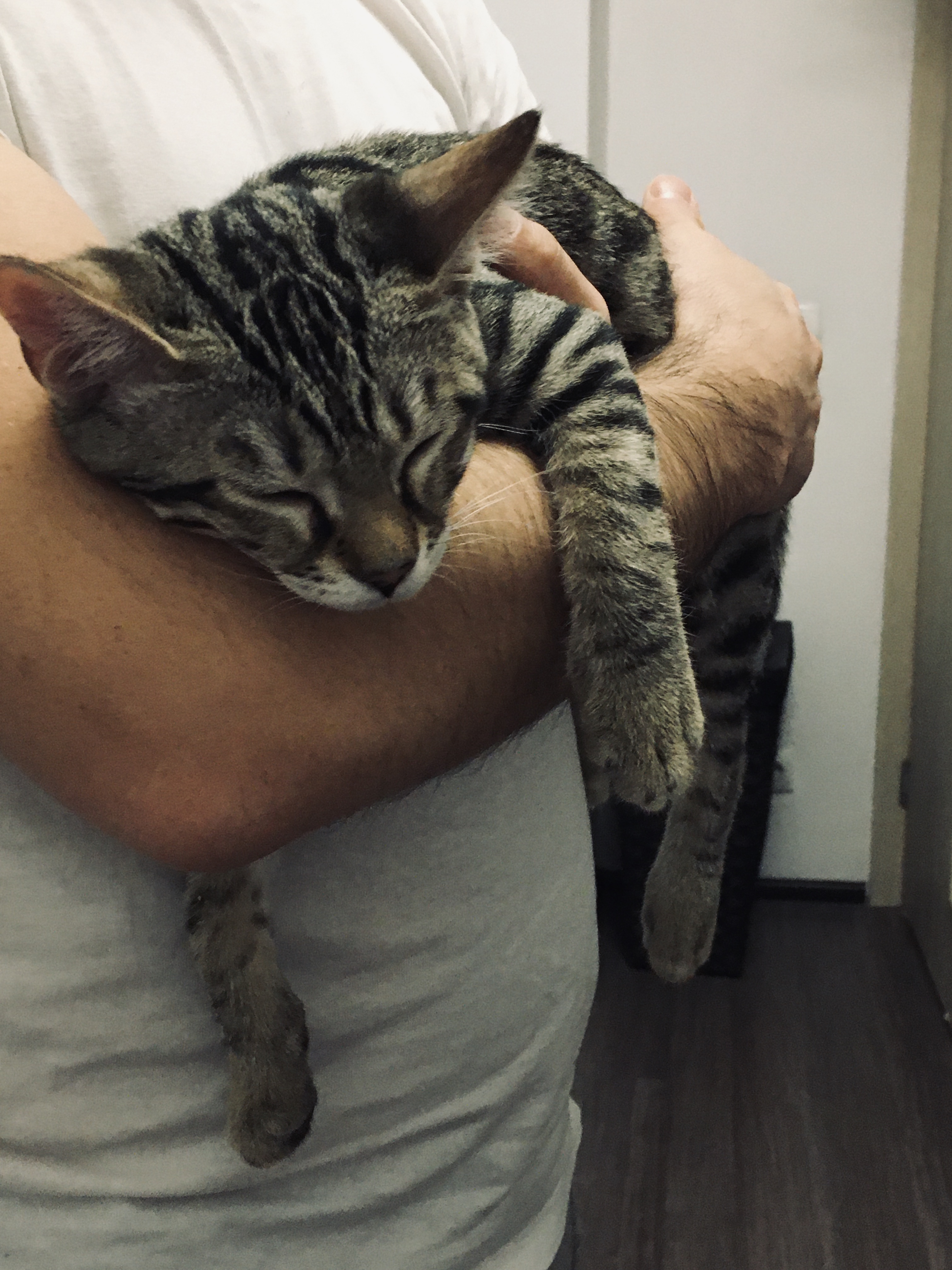 Я живу с Котом и трачу на него около 100 000 ₽ в год