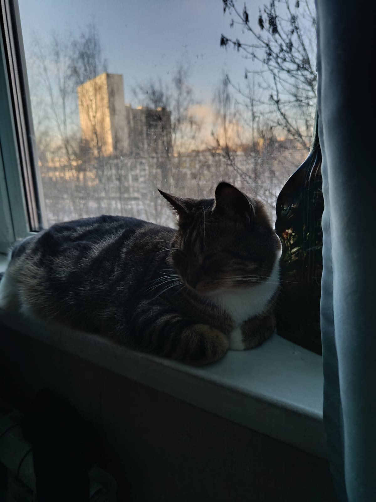 Фото питомца: кот Шери на каникулах, поэтому готов к новогодней фотосессии