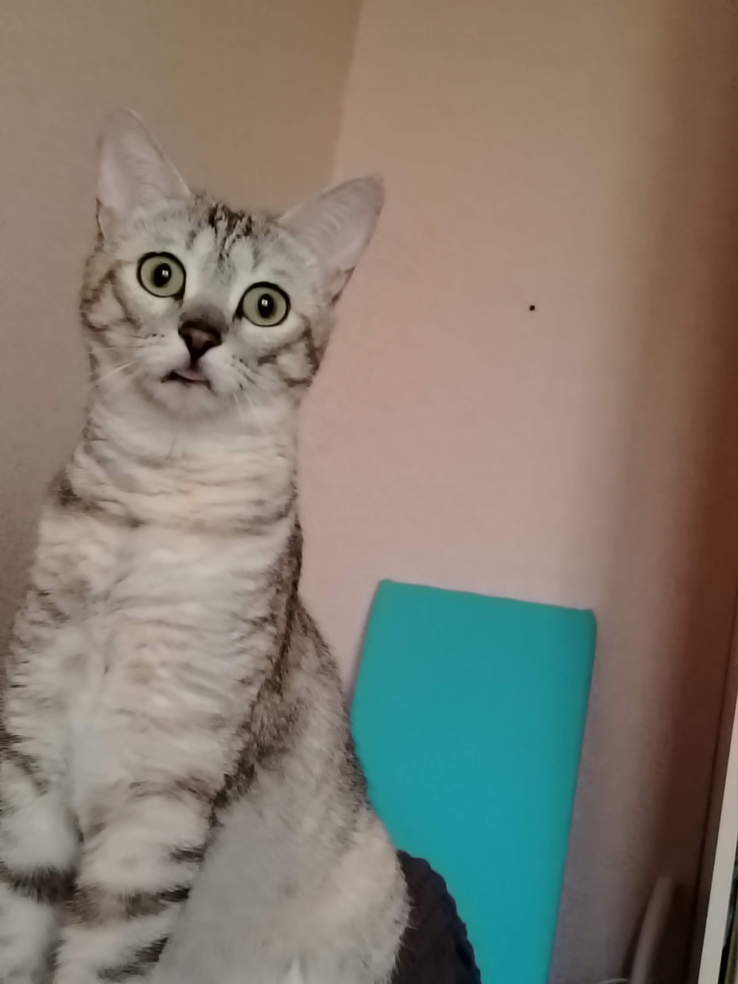 Моя жена взяла котенка Соню у соседки, которая приютила брошенных котят