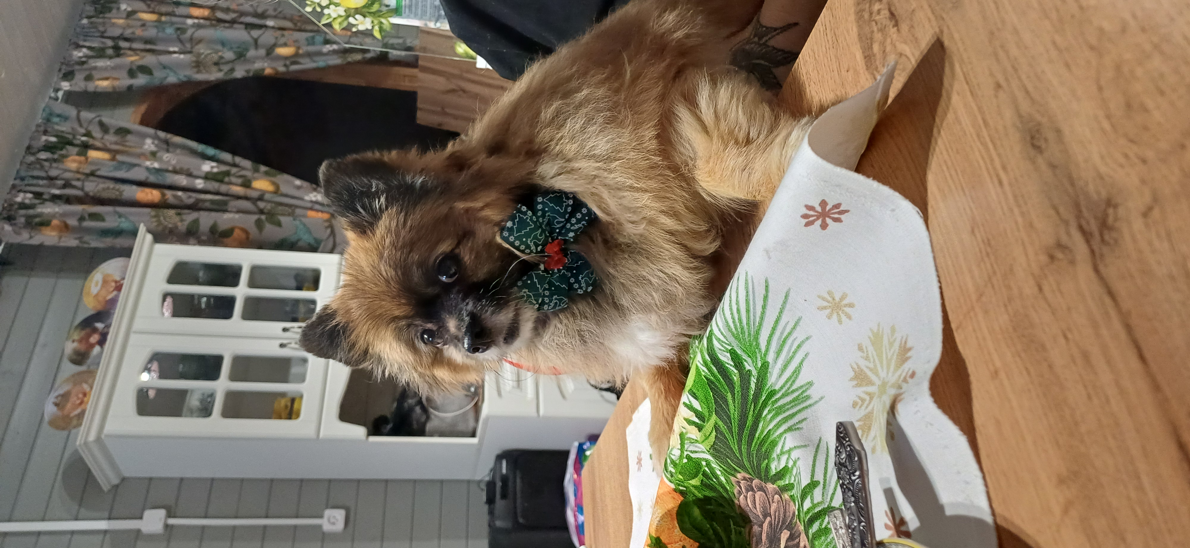 Фото питомца: шпиц Тоби сидит за столом