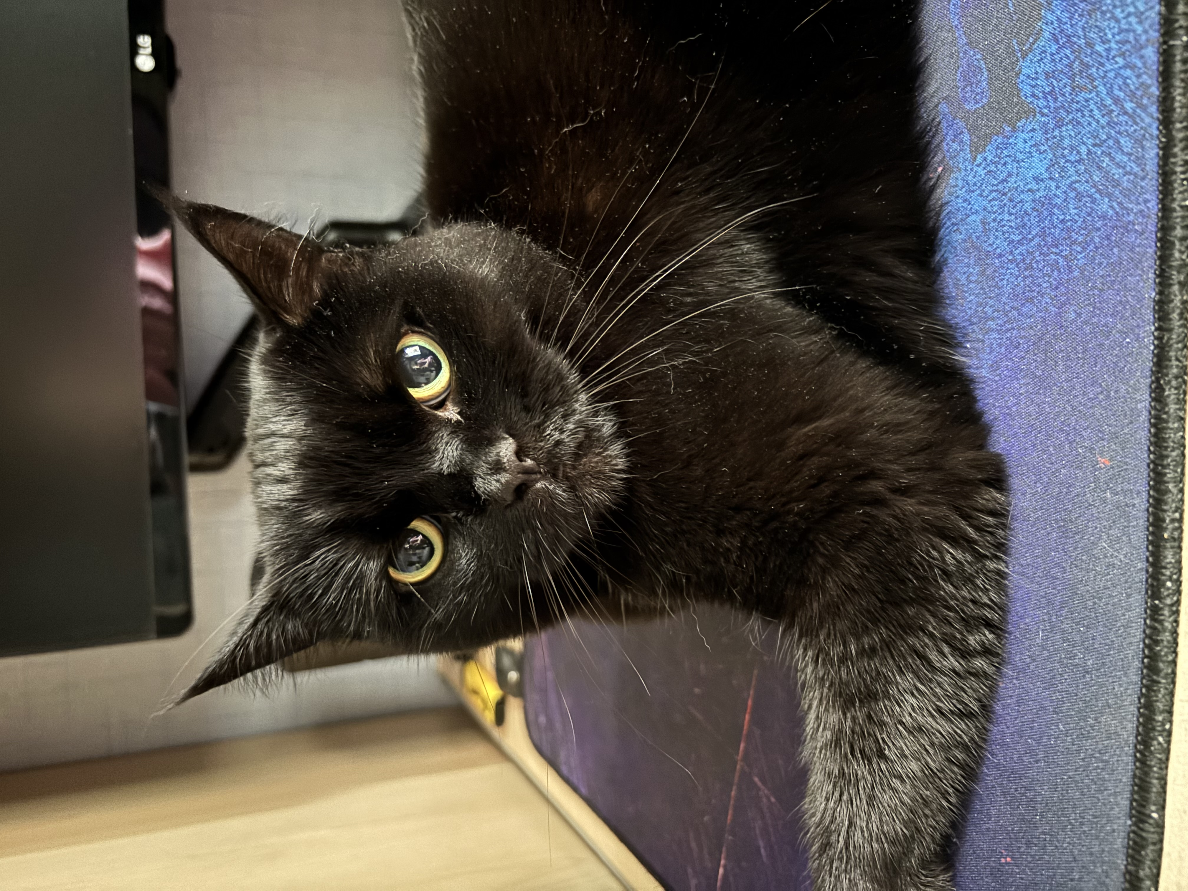 Фото питомца: будни черной кошки Фреи