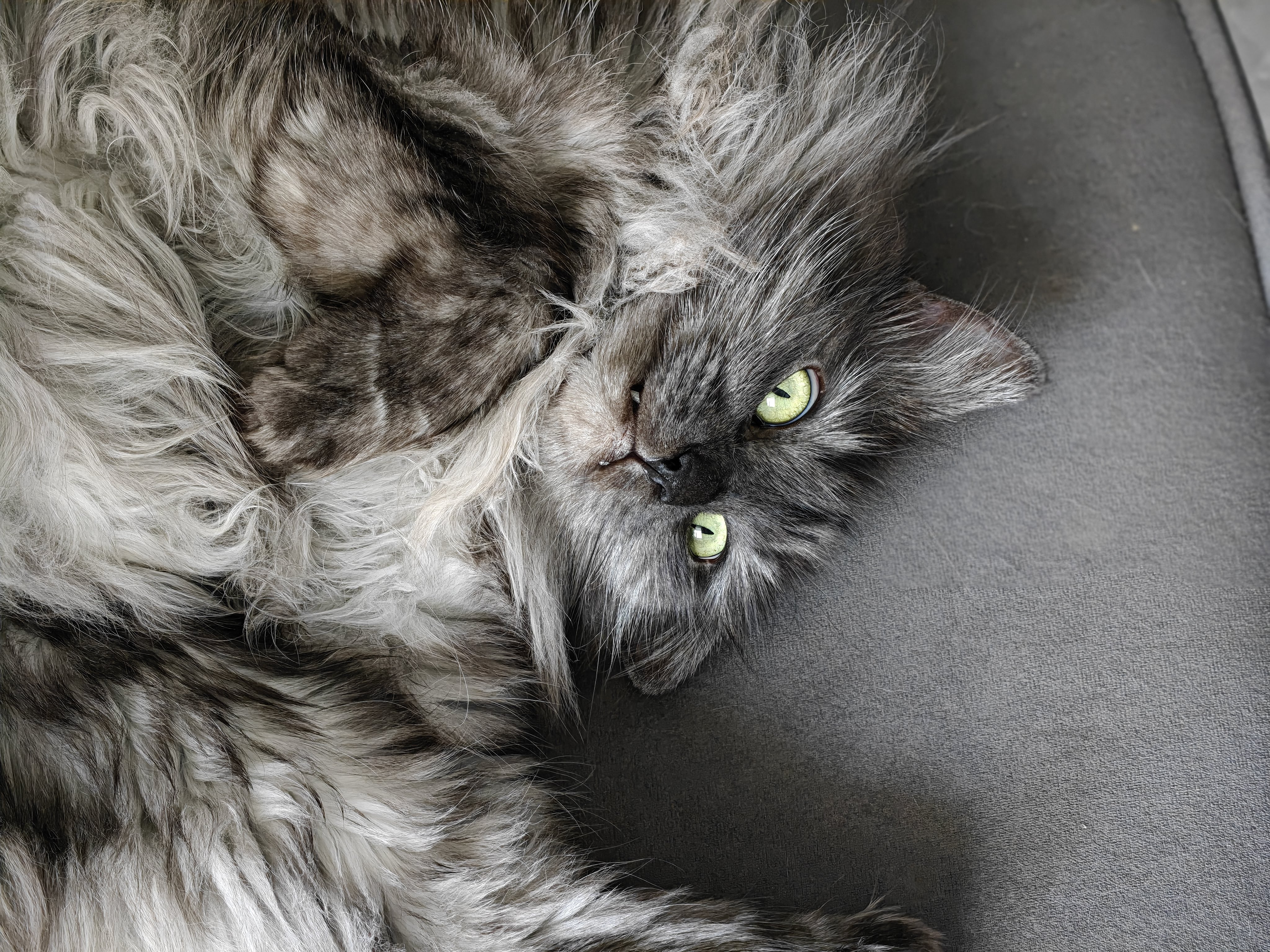 Фото питомца: кот Кит, которого мы зовем Леший