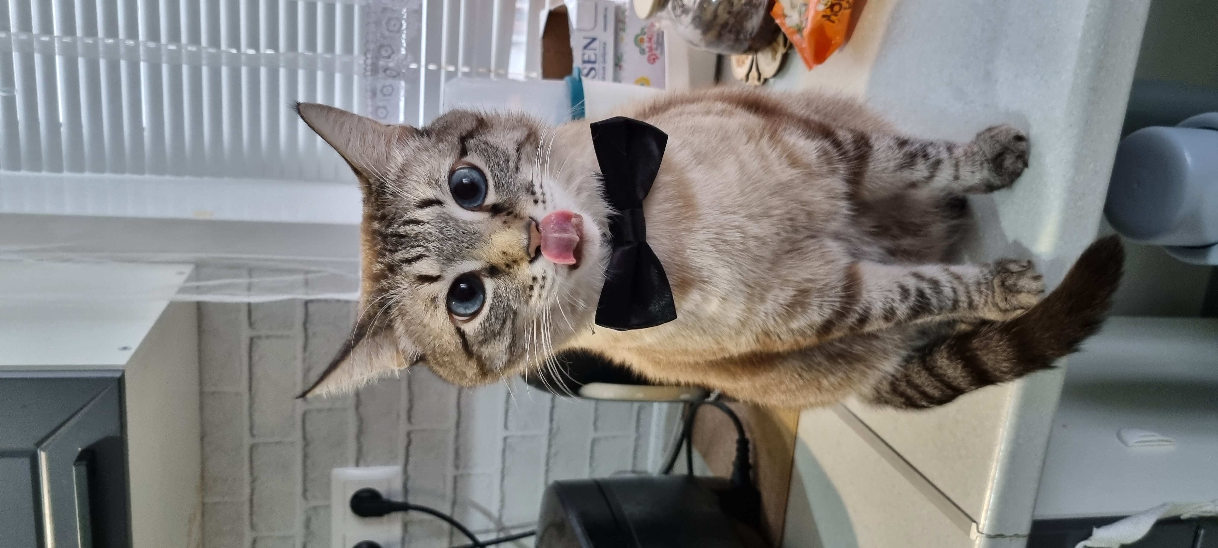 Фото питомца: кот Тиша всегда готов к празднику