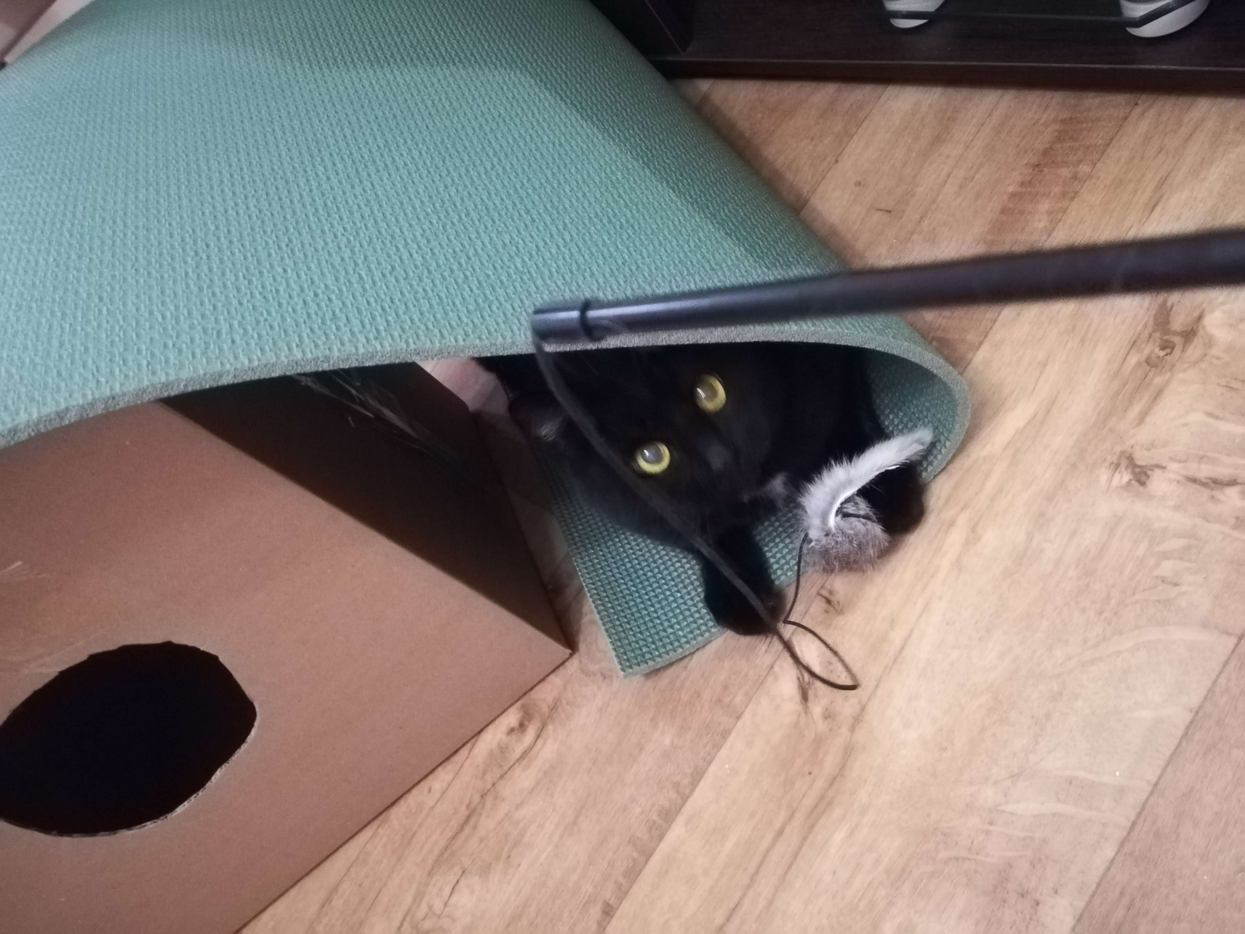 Фото питомца: кот Васенька под крышей дома Шанечки