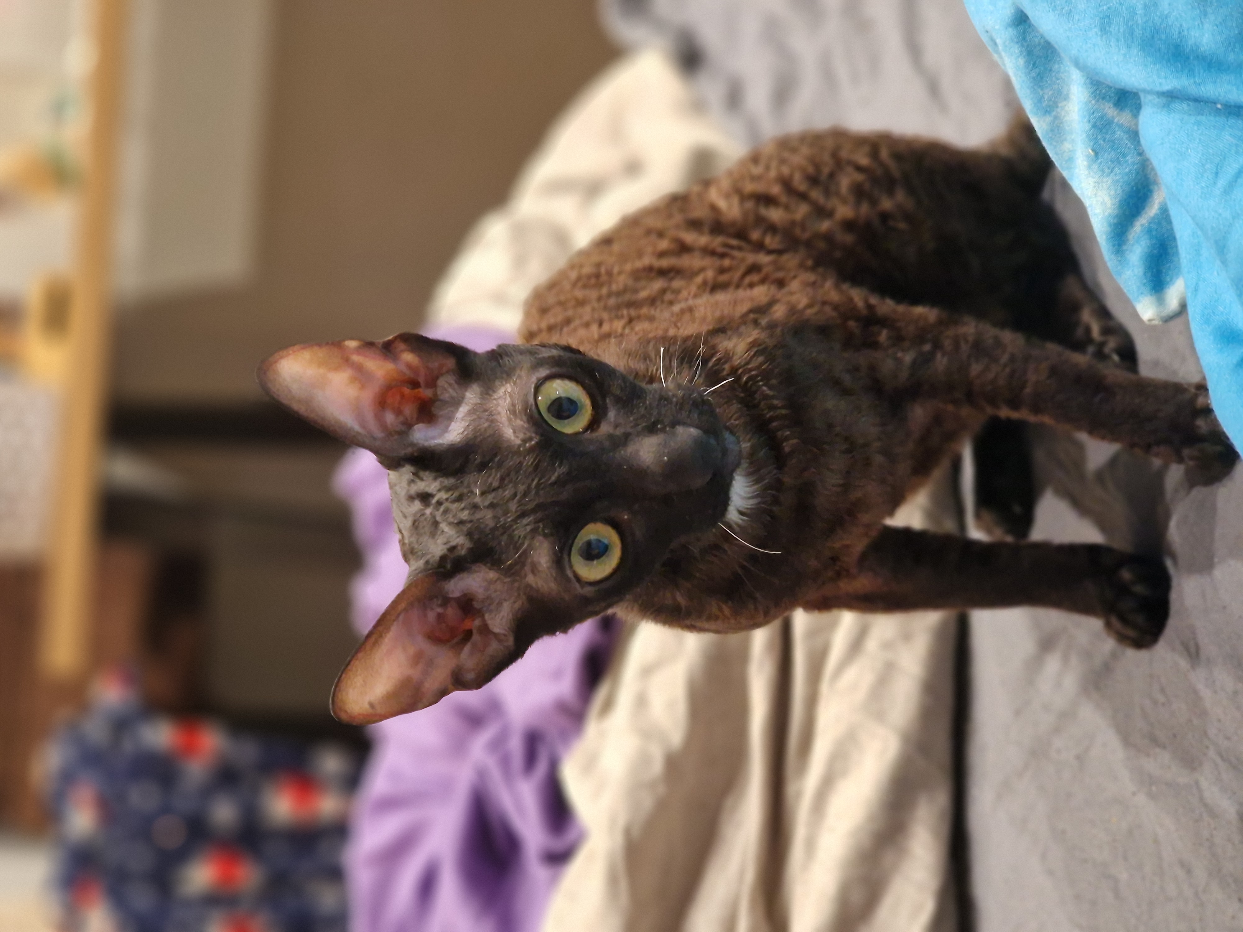 Фото питомца: кошка Буся требует завтрак