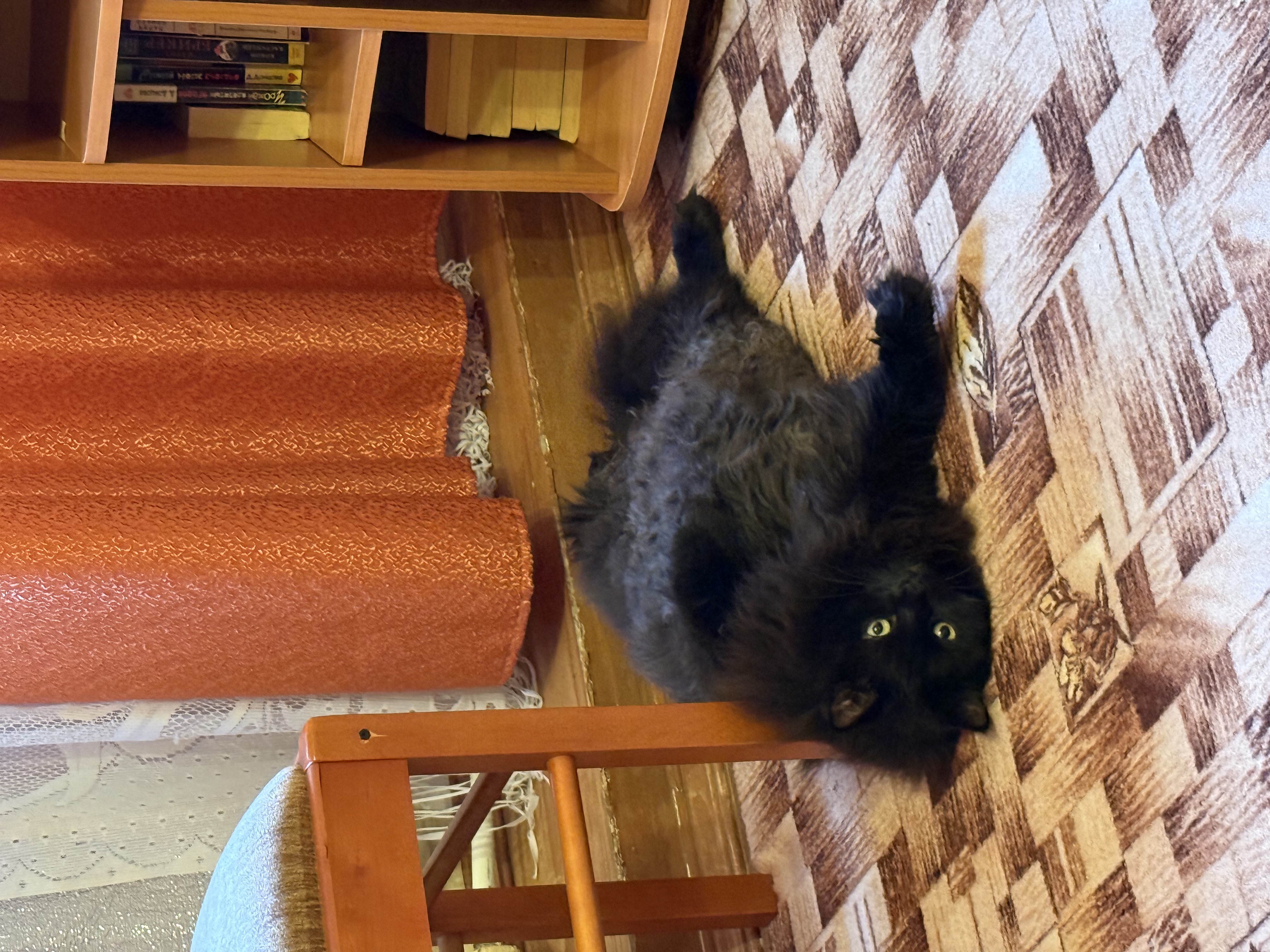 Фото питомца: кот Тоня закончил зажировку