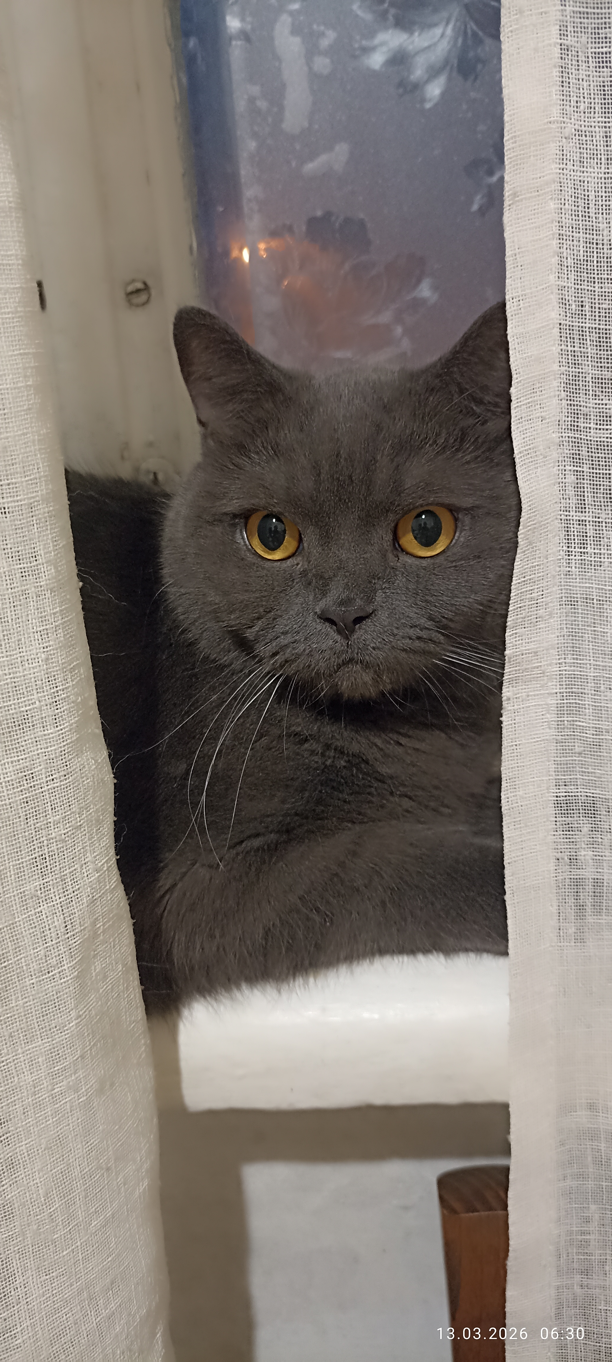 Фото питомца: вальяжный кот Кубик