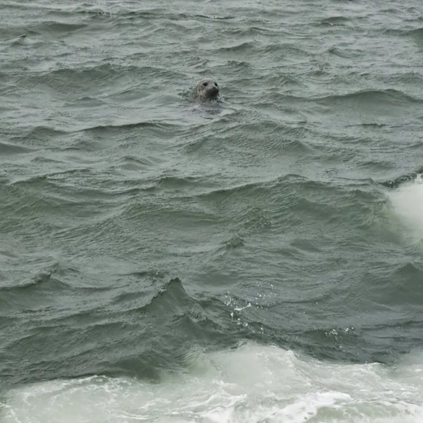«Дитя моря вернулось домой»: я помогаю морскому центру спасать животных, оказавшихся на суше