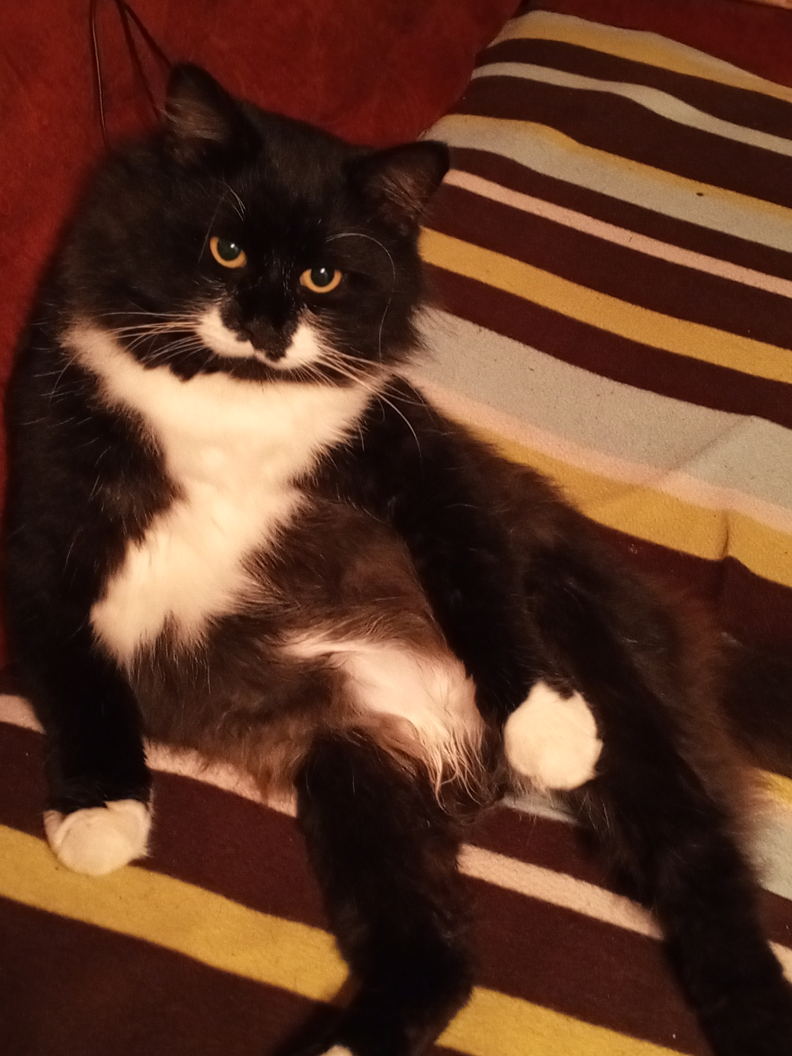 Фото питомца: кот Мурик на боевом посту