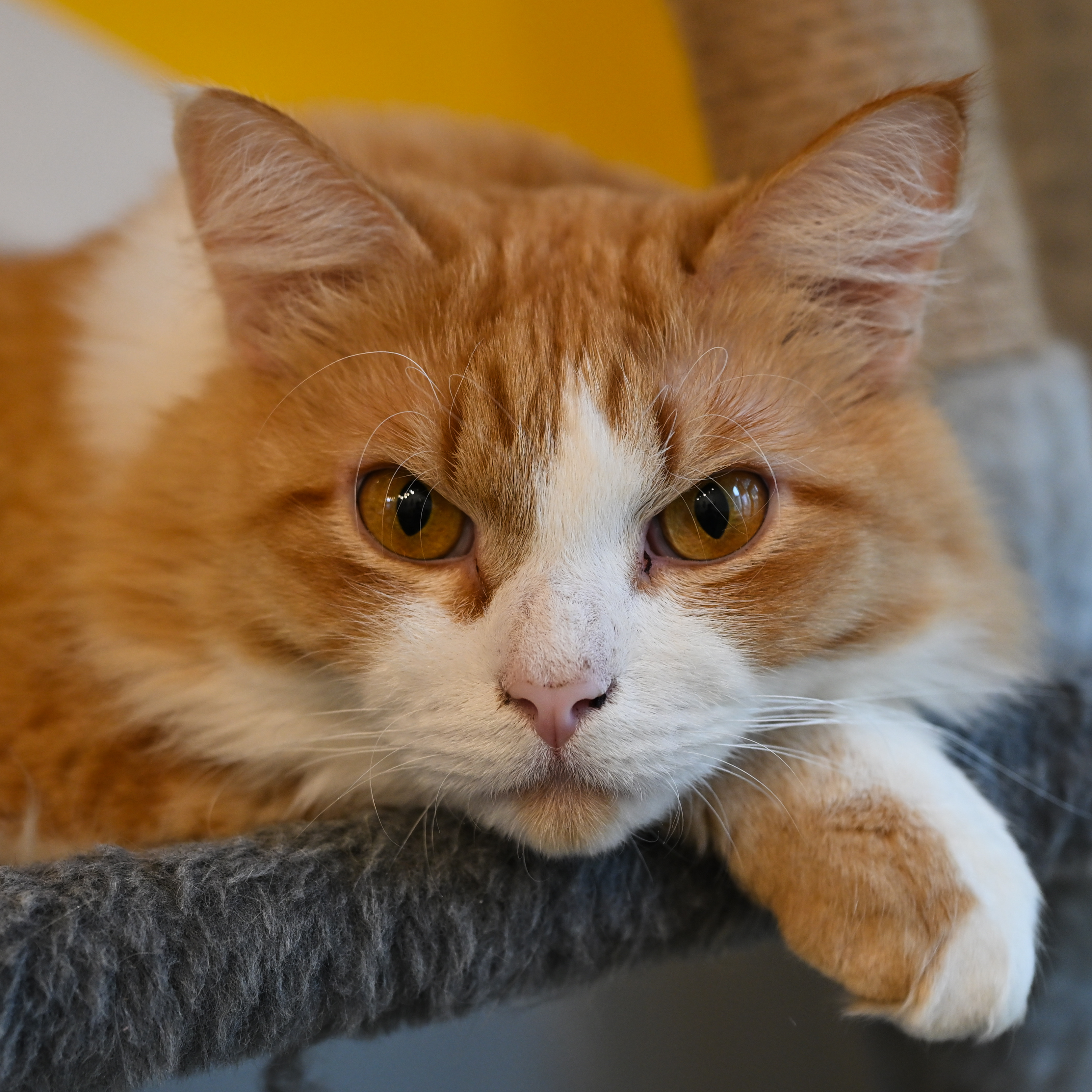 Фото питомцев: коты из котокафе