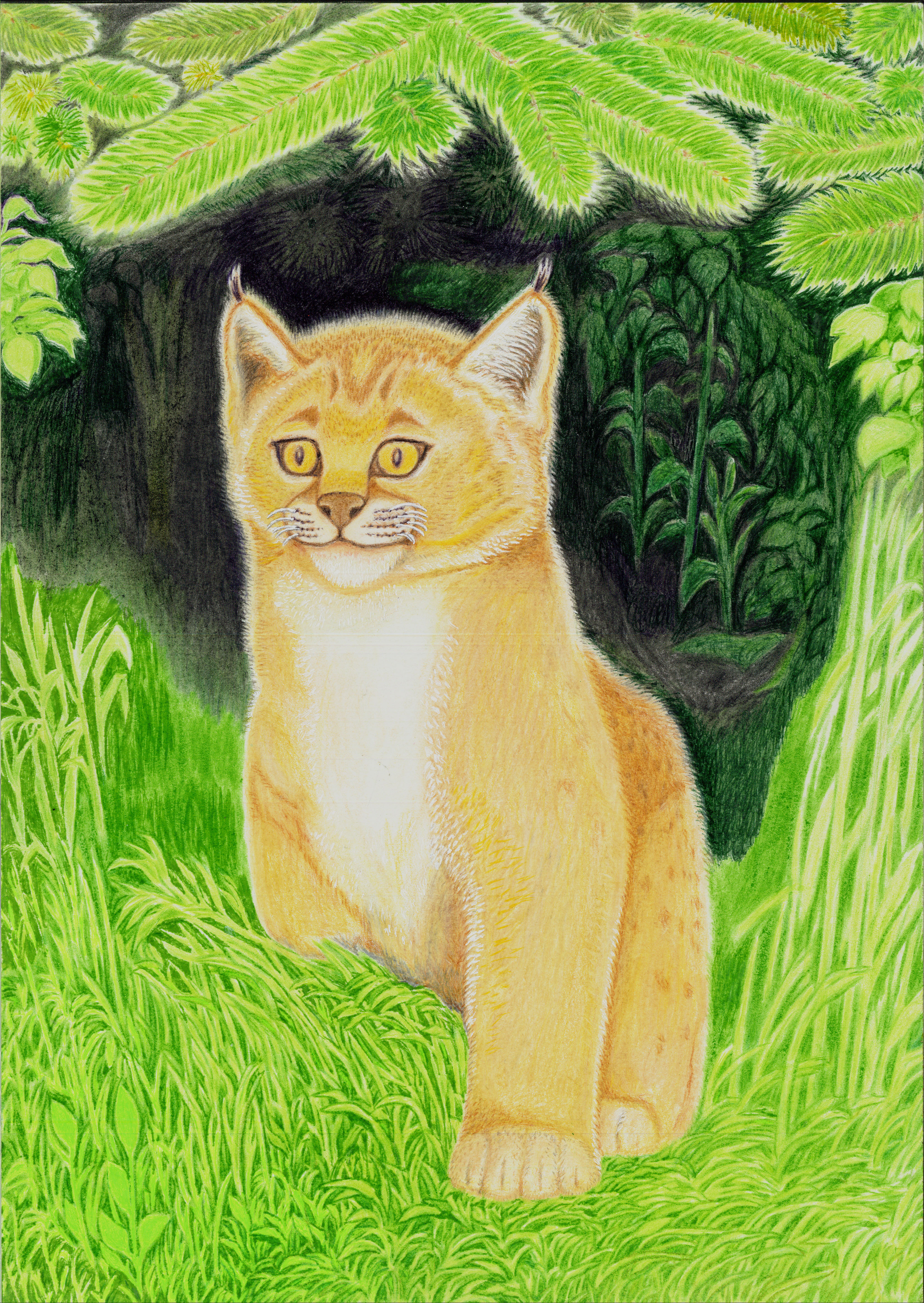 Мои рисунки: рысенок, тигренок, пума, пантера и тигрица