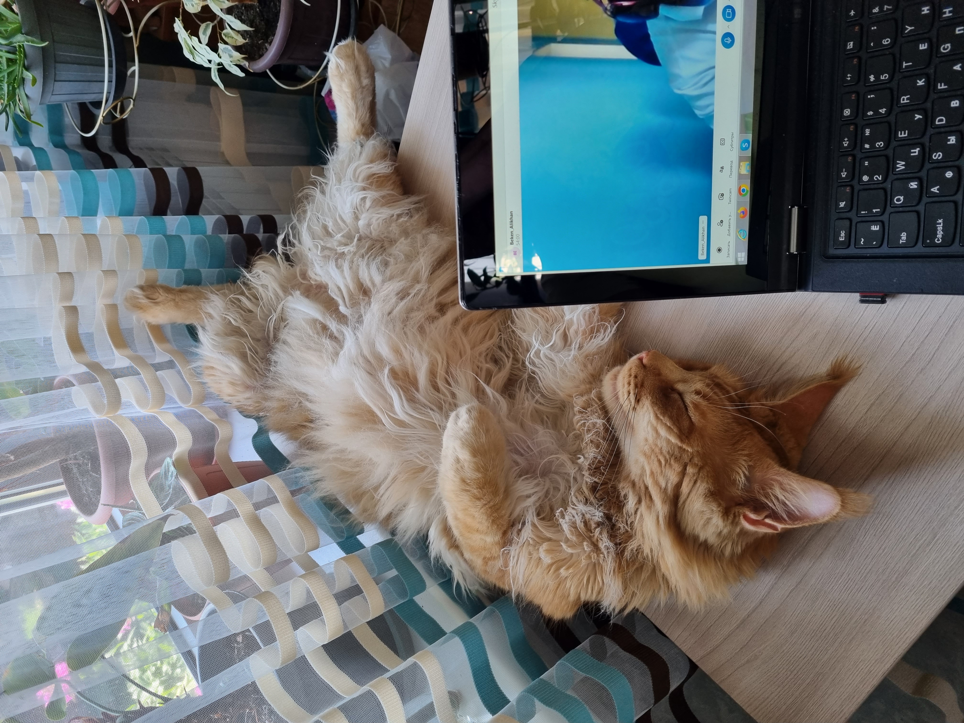 Фото питомца: мейн-кун Гелиус отдыхает