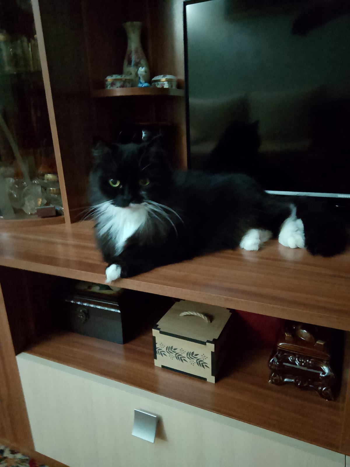 Фото питомца: кот Том-Яшка отдыхает у телевизора