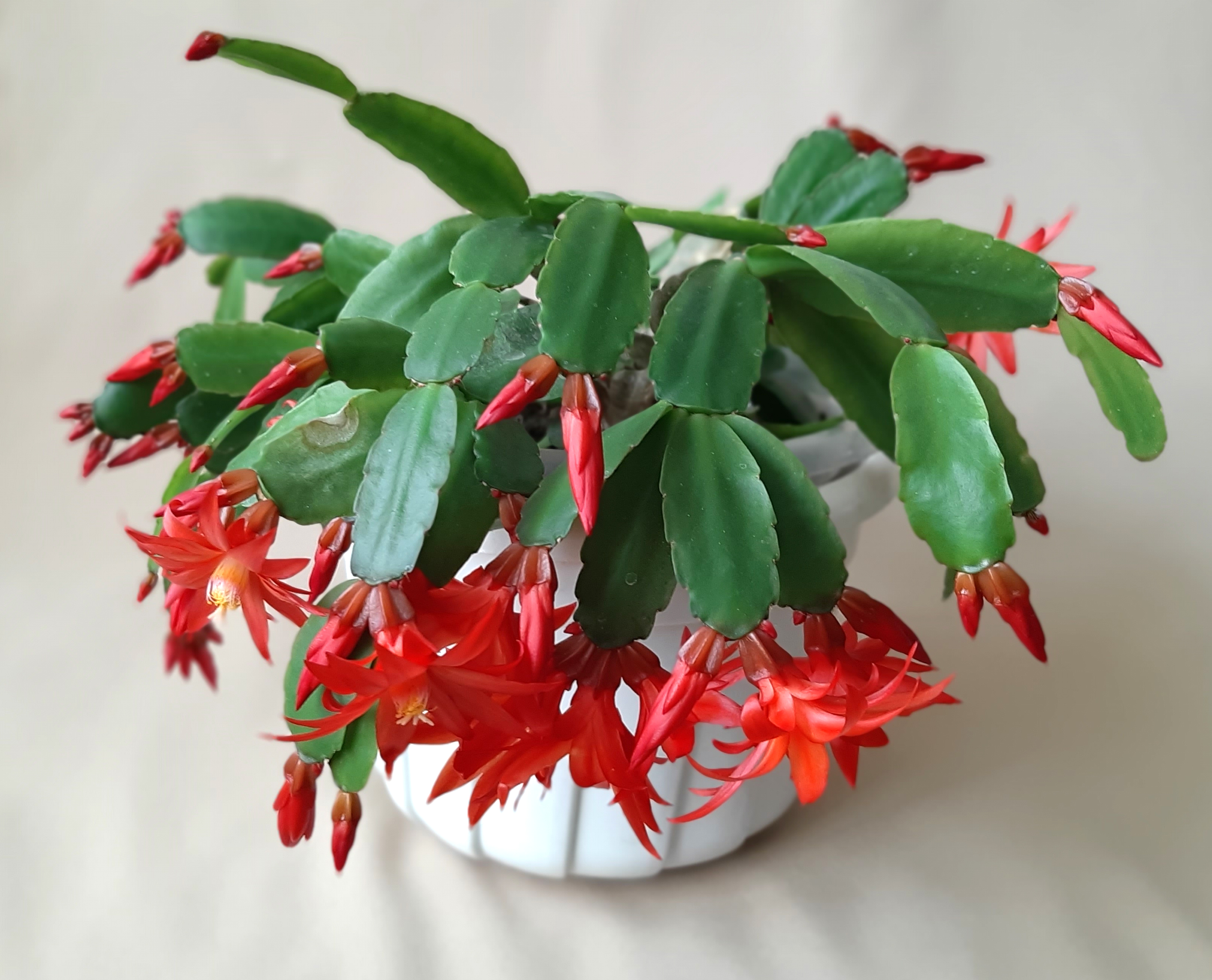 «Аленький цветочек на балконе»: как я выращиваю рипсалидопсис