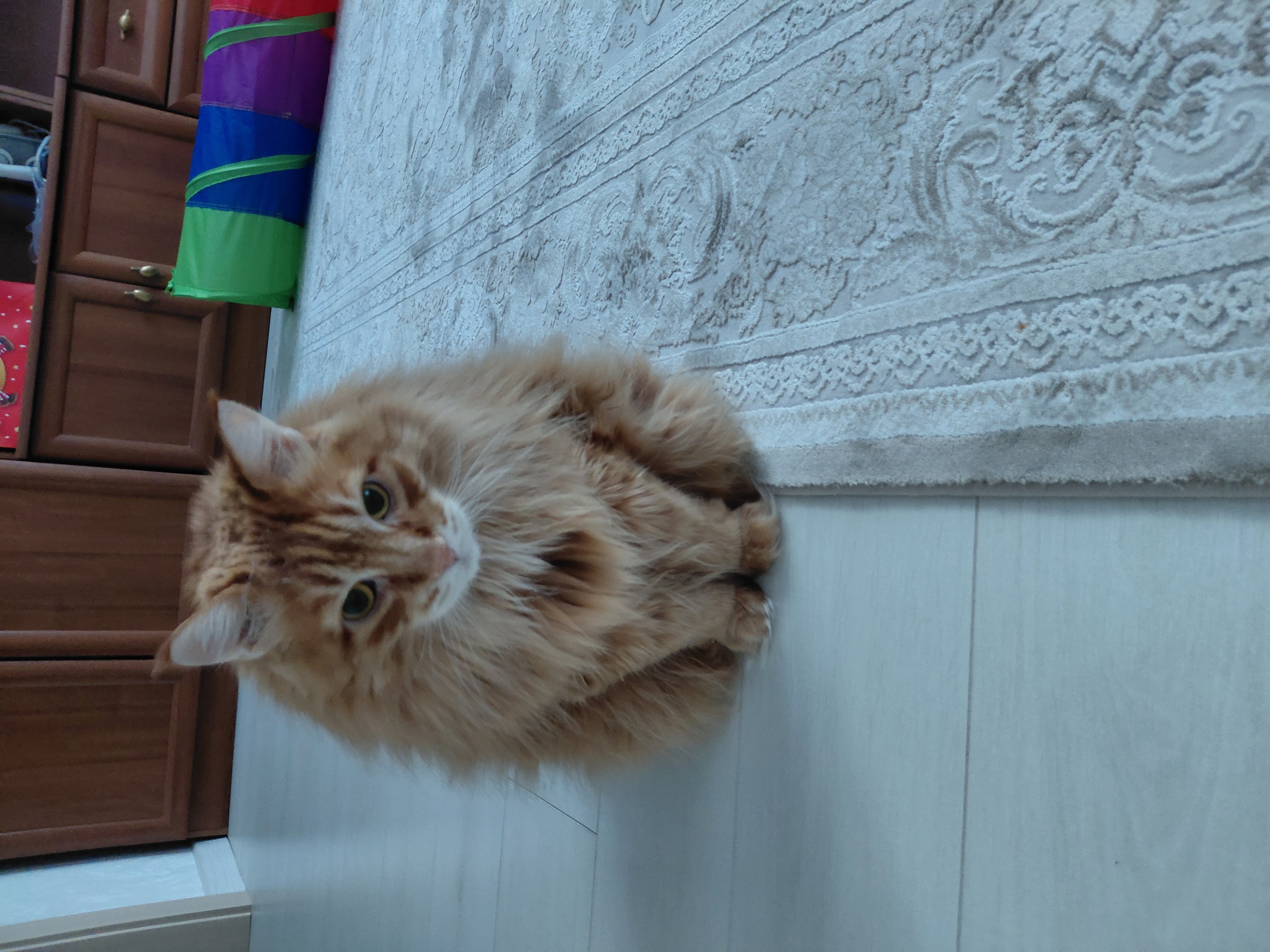 Фото питомца: кошка Маечка в раздумьях