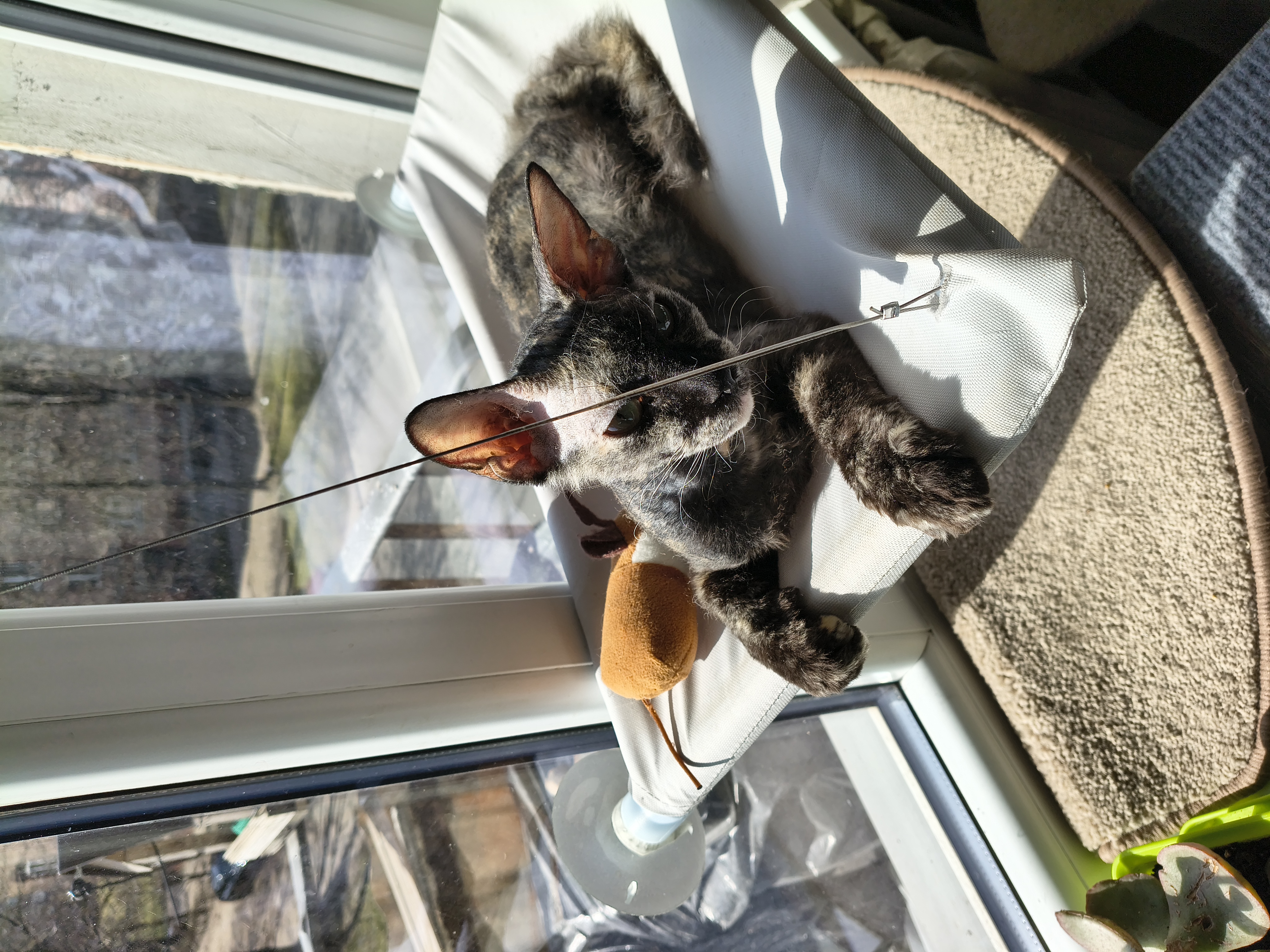 Фото питомцев: кошка Лисита греется на весеннем солнышке, а кошка Лакуся отдыхает