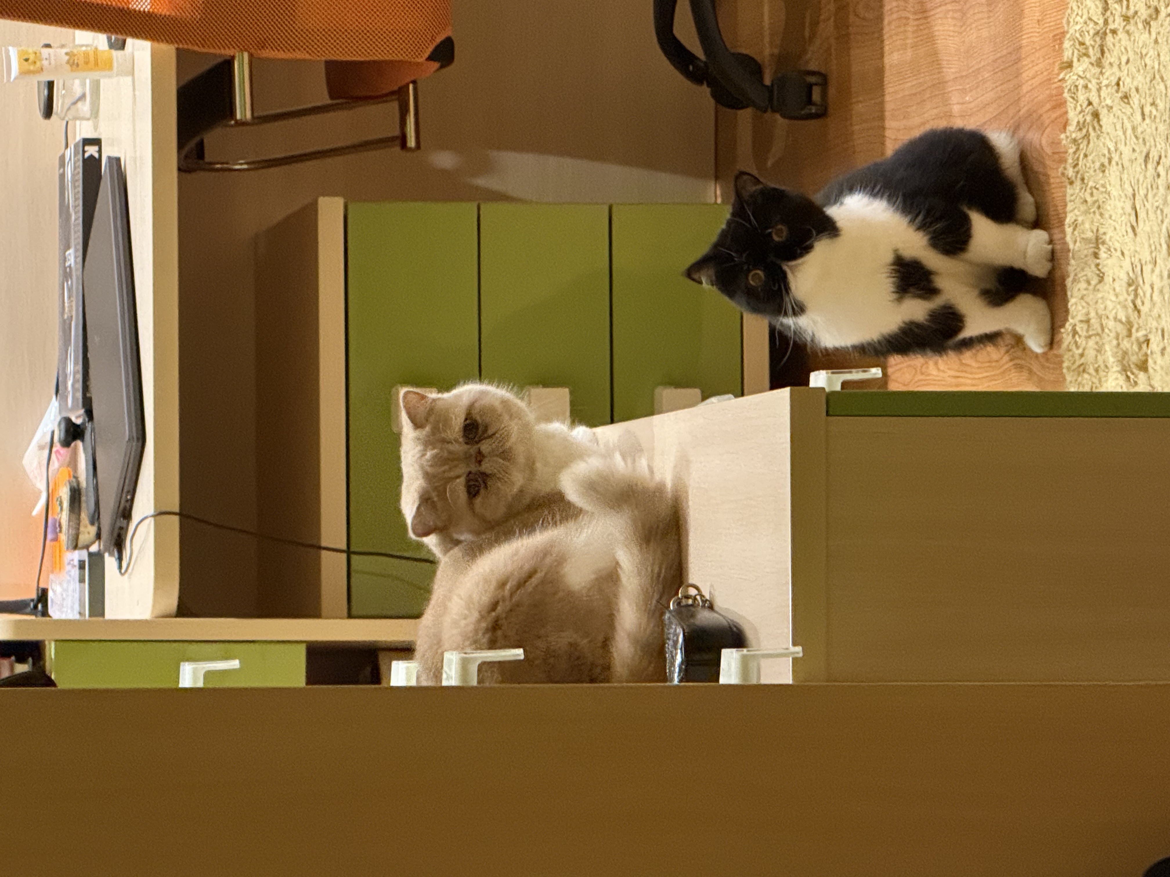 Фото питомцев: коты Этьен и Кармеша сидят в кабинете