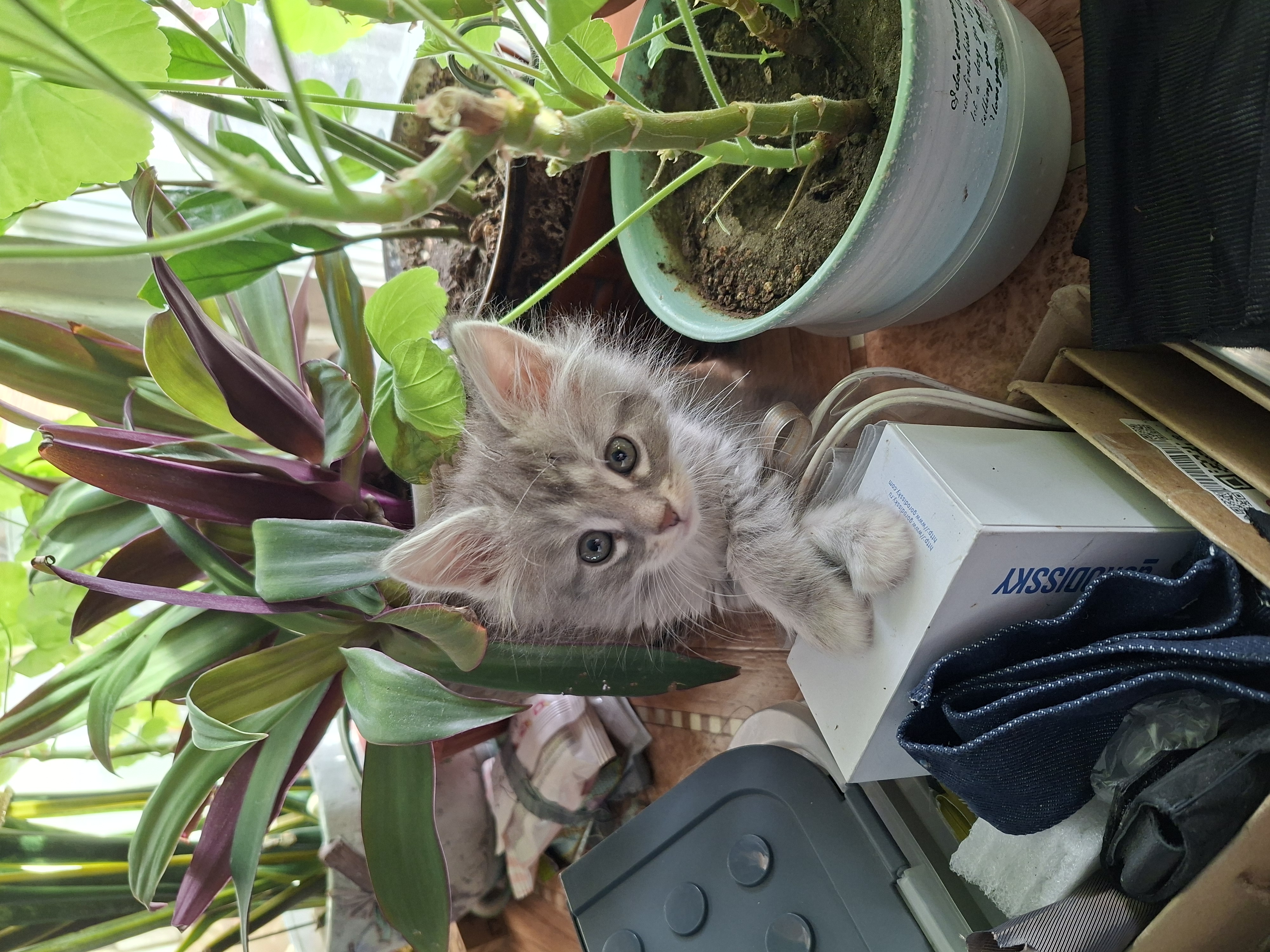 Фото питомца: котенок Иней обживается в новом доме