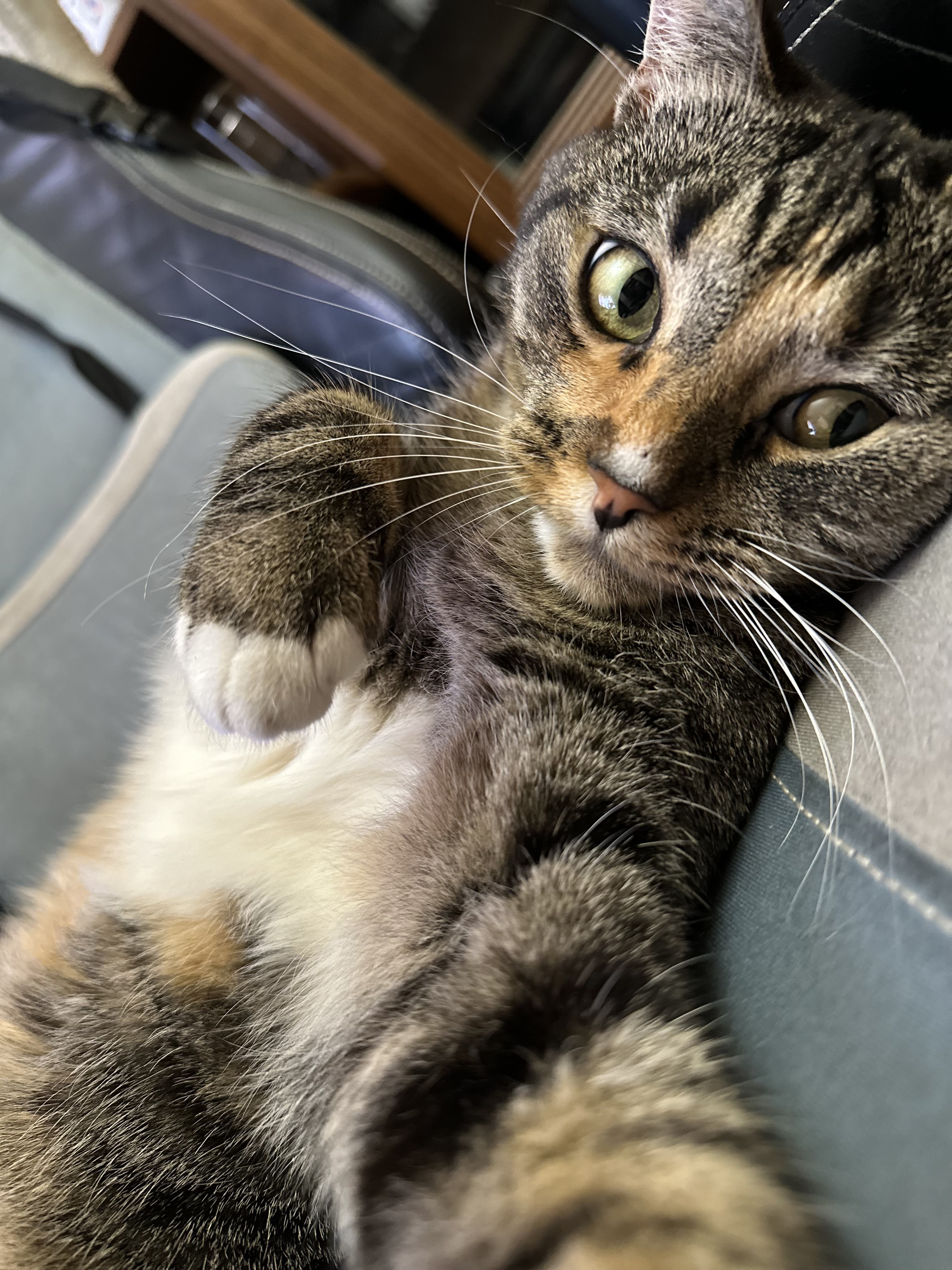 Фото питомца: кошка Шерри делает селфи