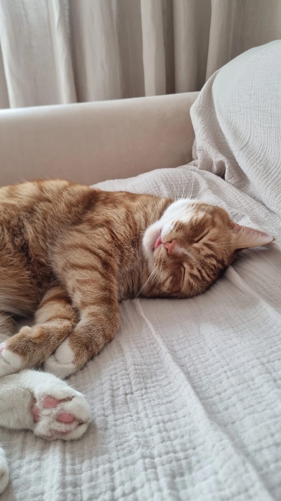 Фото питомца: кот Рыжик наслаждается этой жизнью