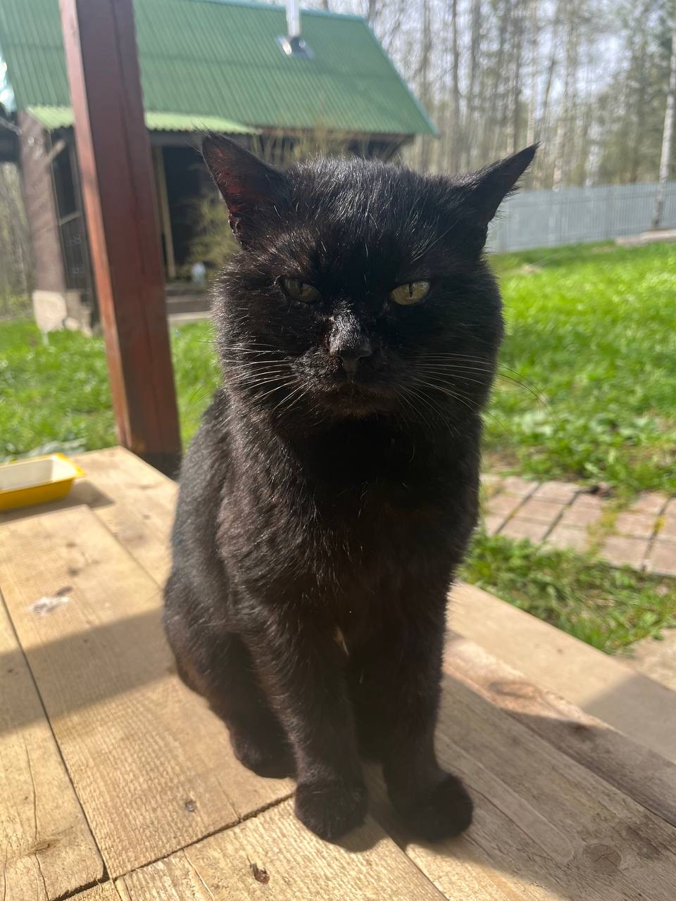 Дикая история: кот Леха приходил ко мне в гости в деревне