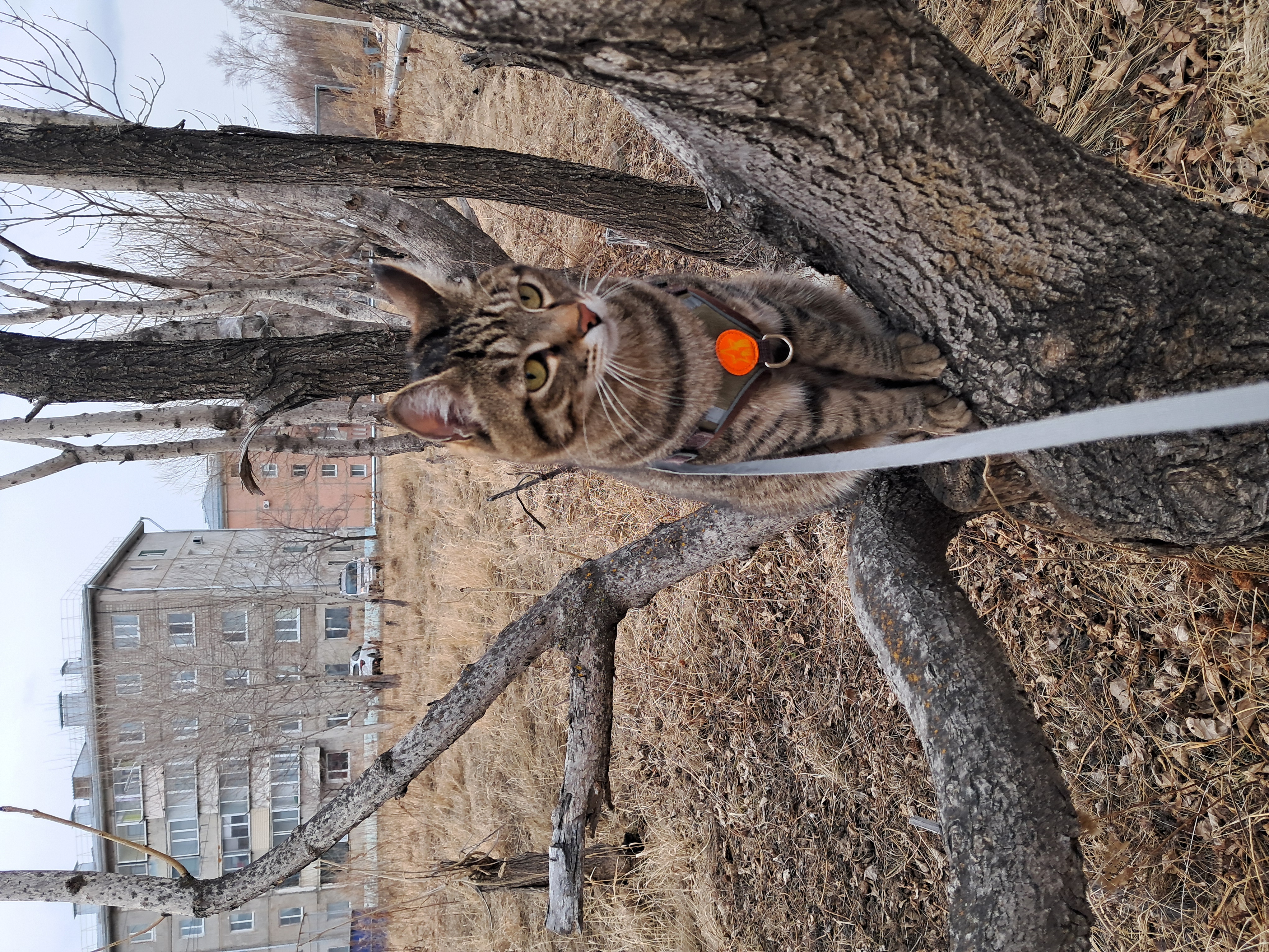 Фото питомцев: веселая кошачья семья