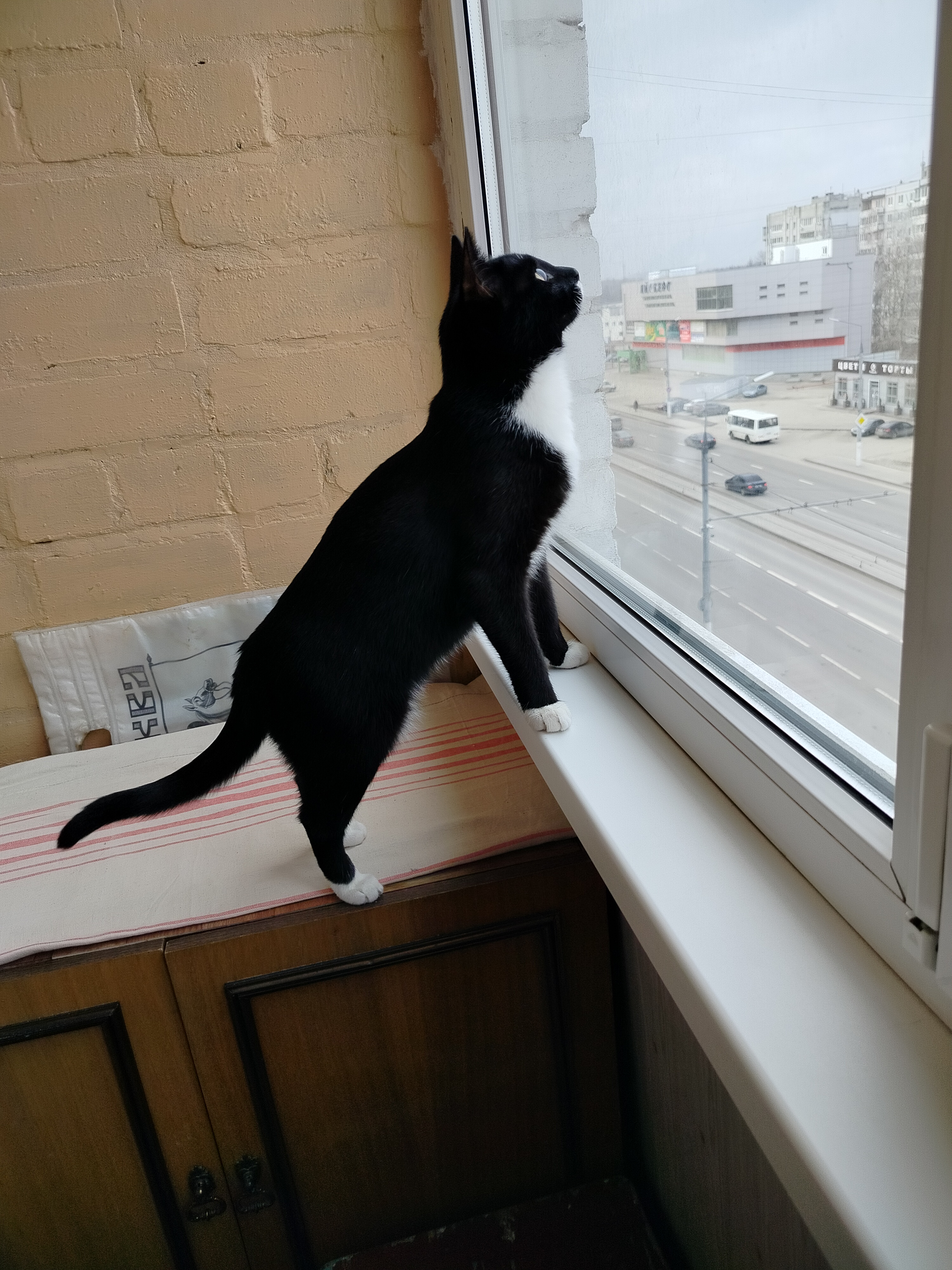 Фото питомца: кошка Муся охотится