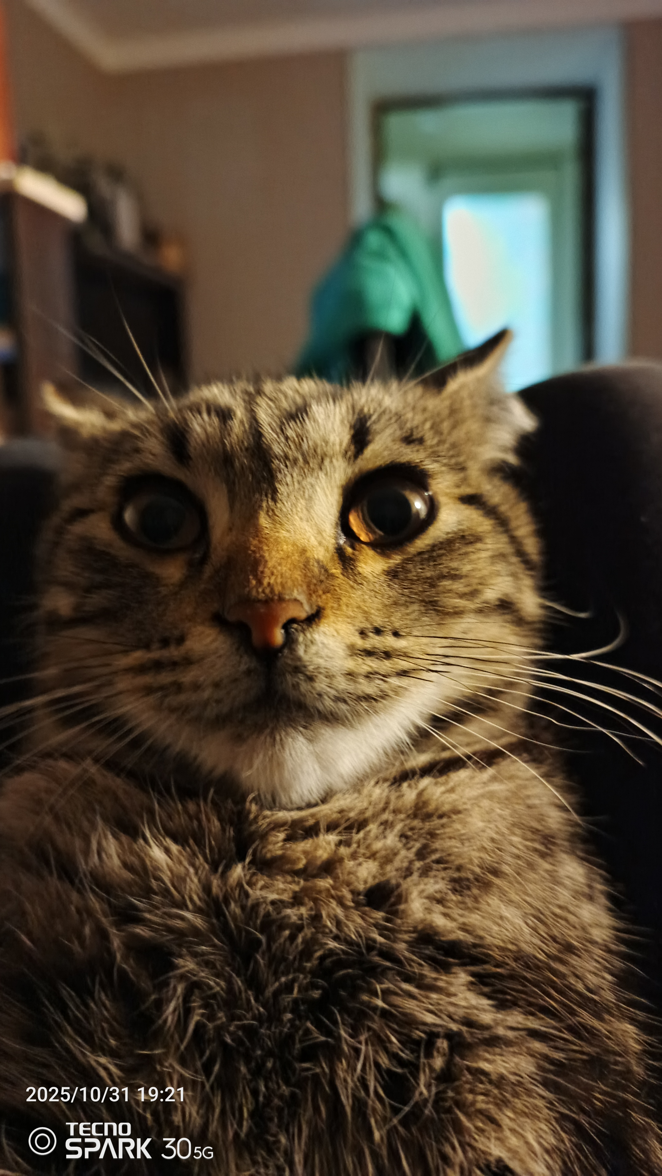 Фото питомца: кот вернулся домой