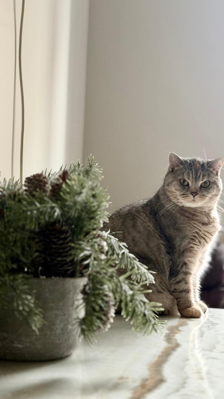 Фото питомца: кошка Маруся в ожидании Нового года